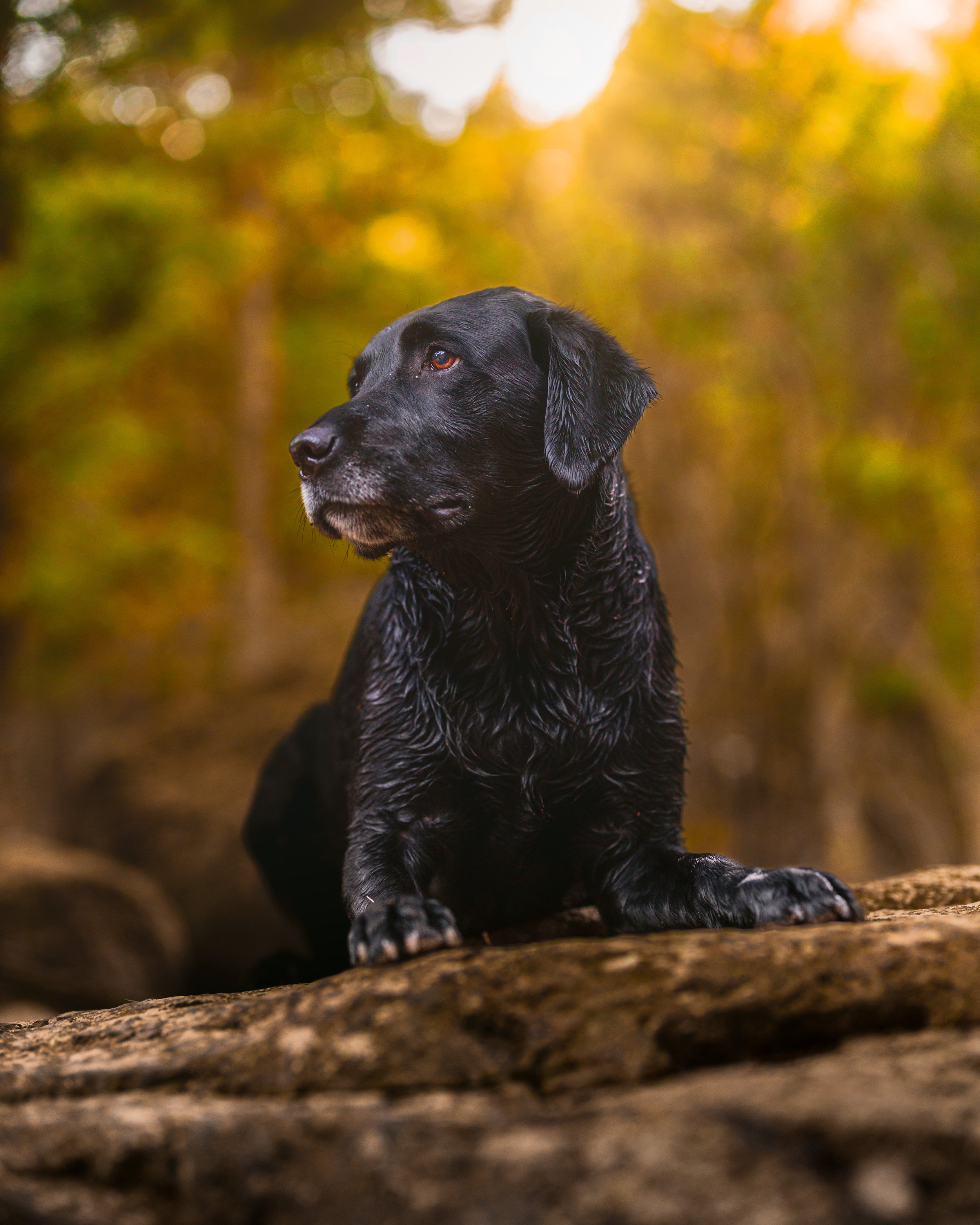 Dog Photographer