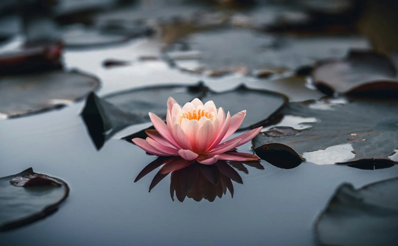 Class: Lotus Sutra Series