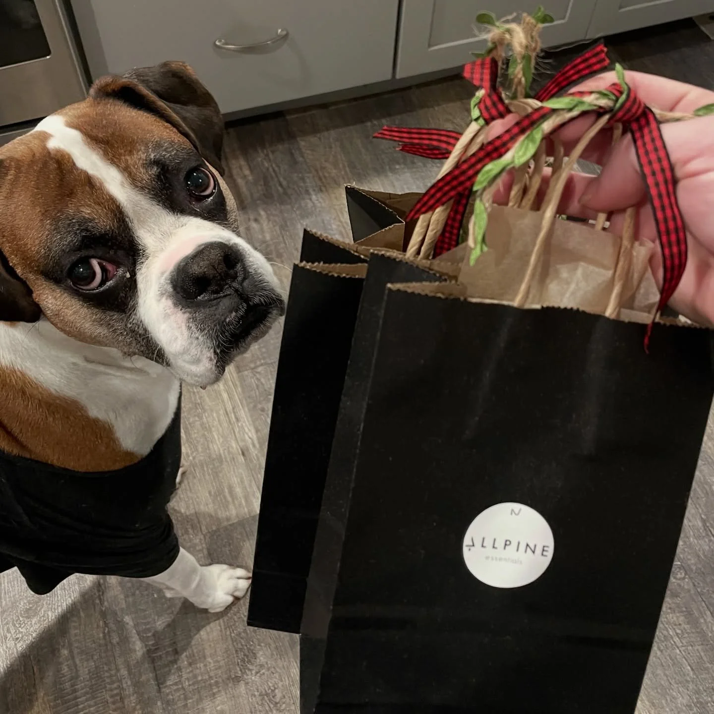 The best part about the holiday season is giving. ❤️

Mr. Gizmo agrees ☺️

Just some Allpine goodness on its way to spread some natural Christmas cheer 🌲