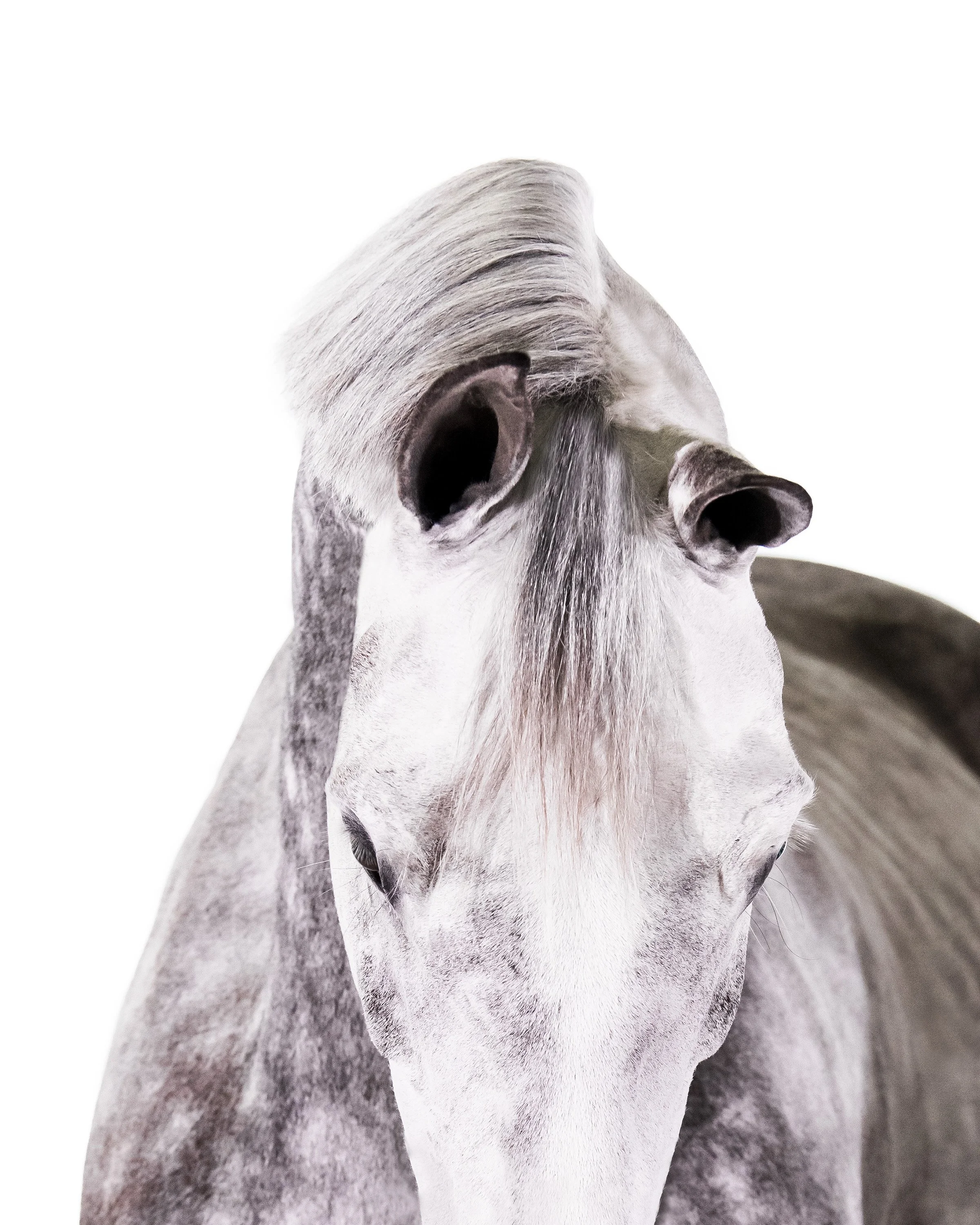 Merit EQ horse, inter carthago