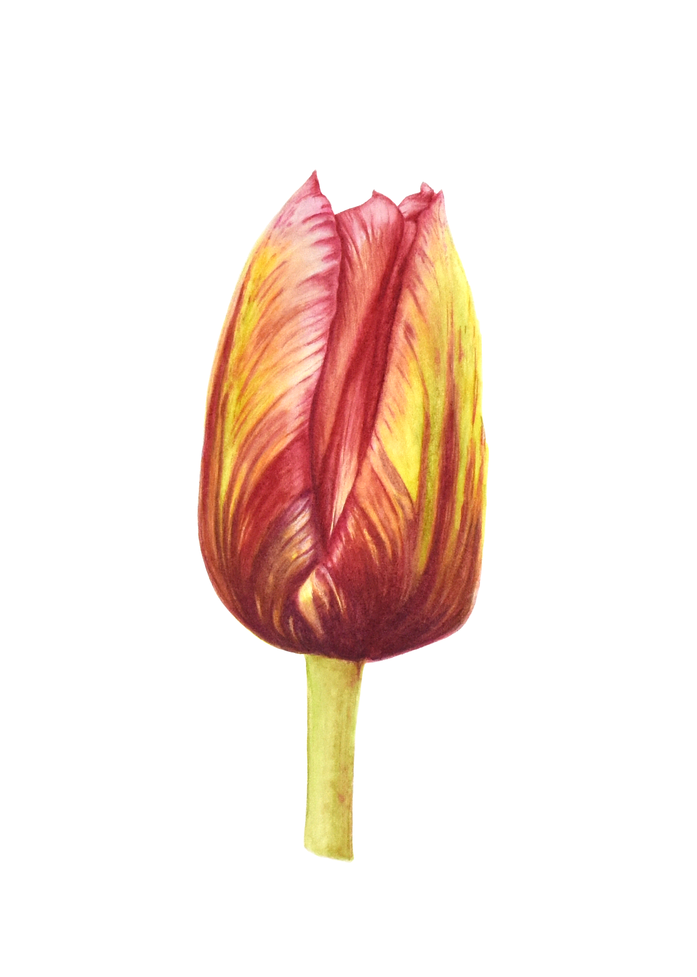 WEBSITE Asset tulip yellow pink.png