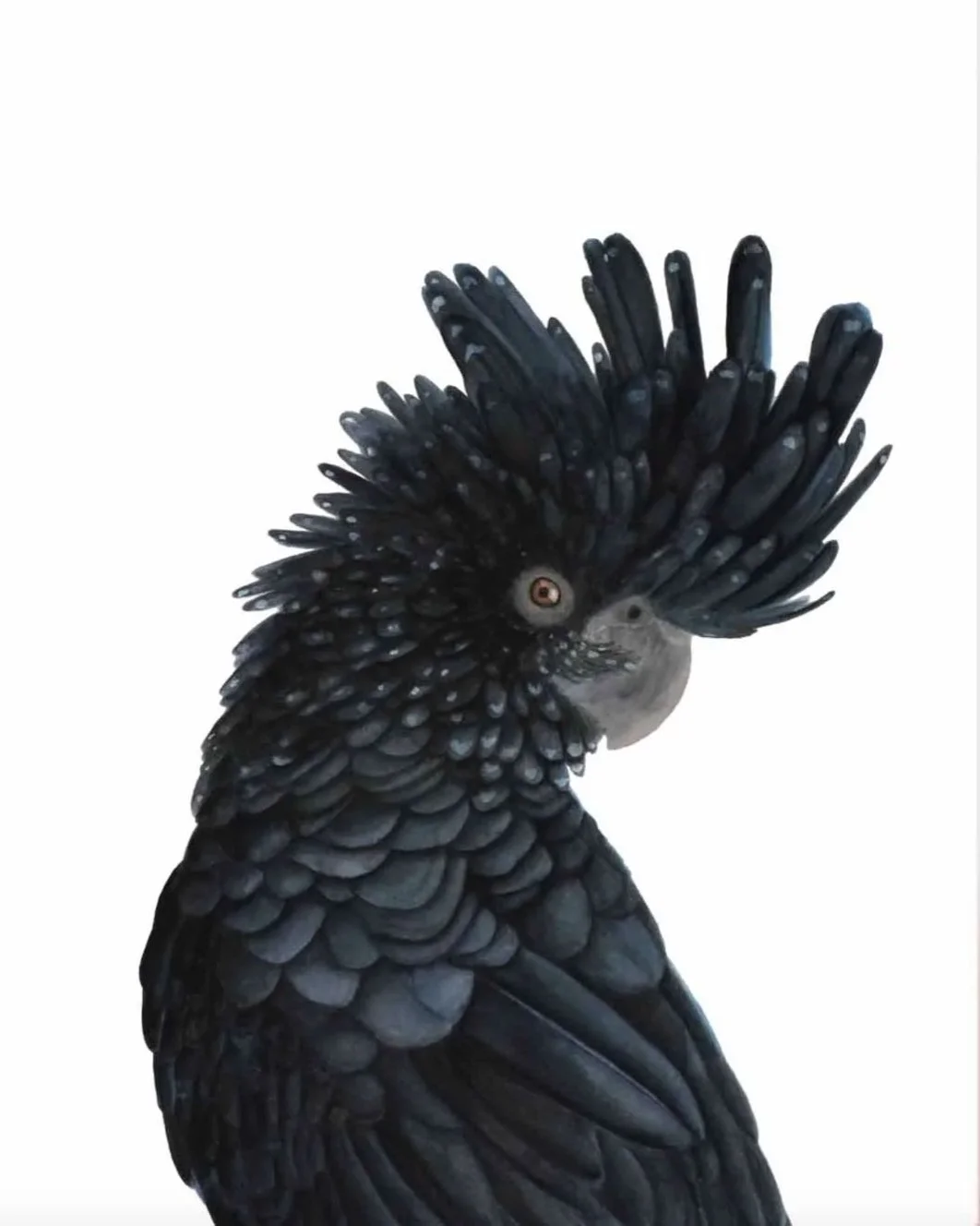 Asset+Black+Cockatoo+Portrait+coupe+Website.jpg