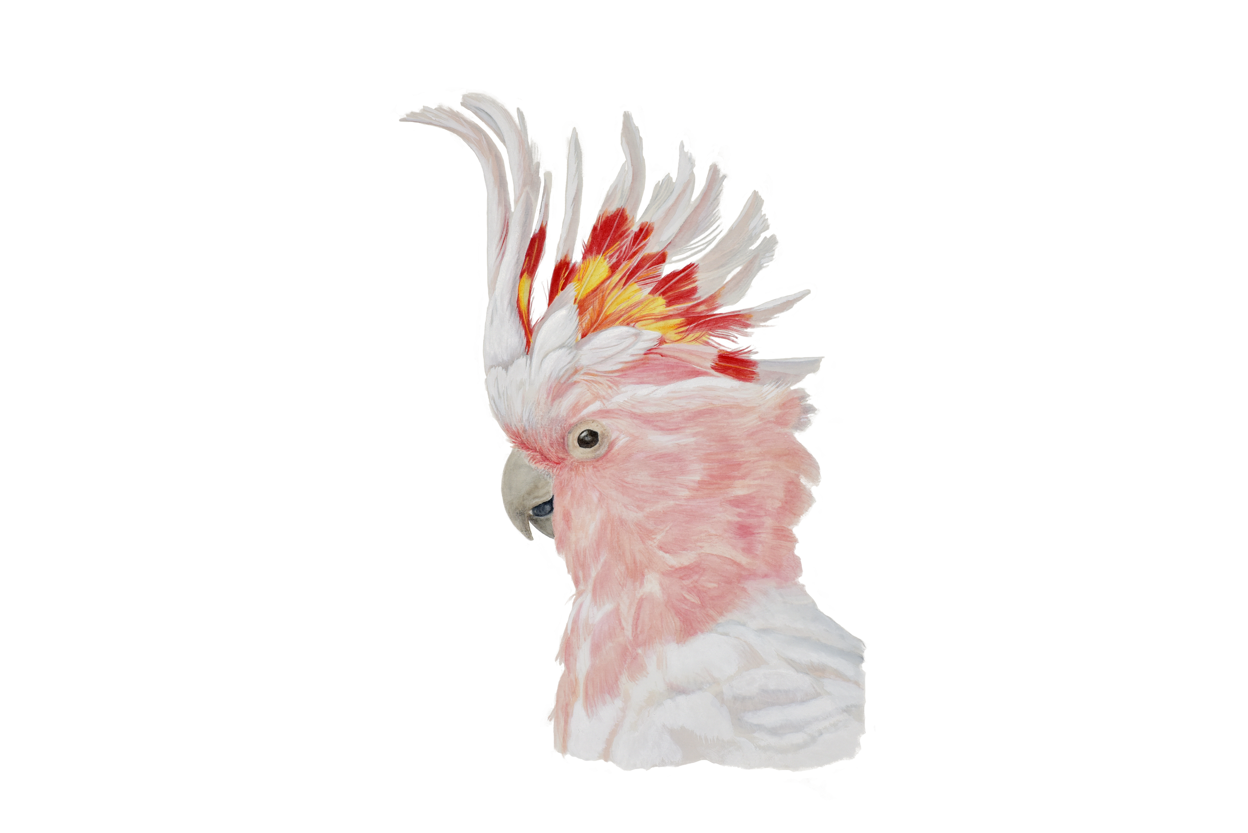 WebSite 8 Major Mitchell's bec ouvert Not feather .png