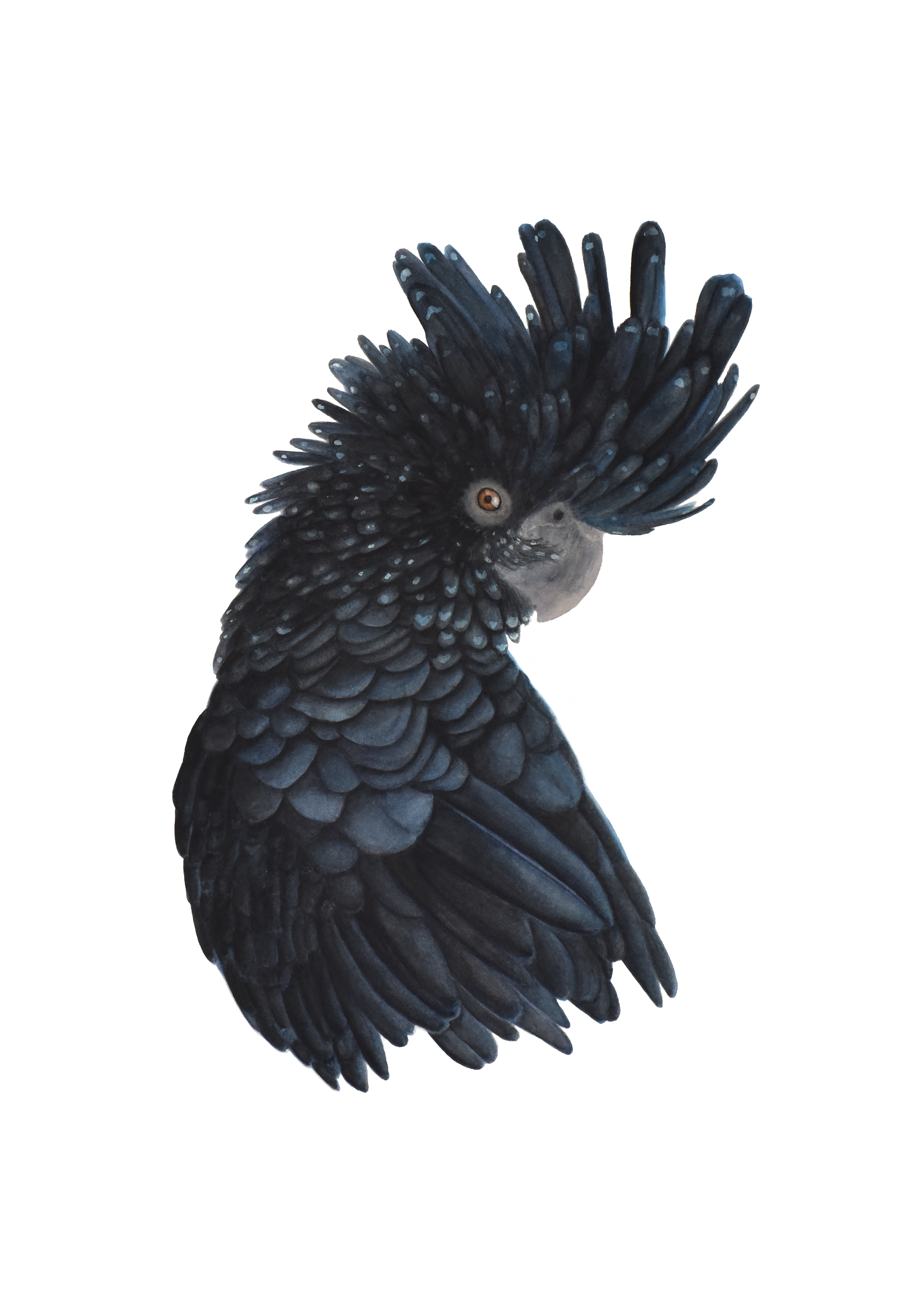 WebSite 3 Black Cockatoo .png