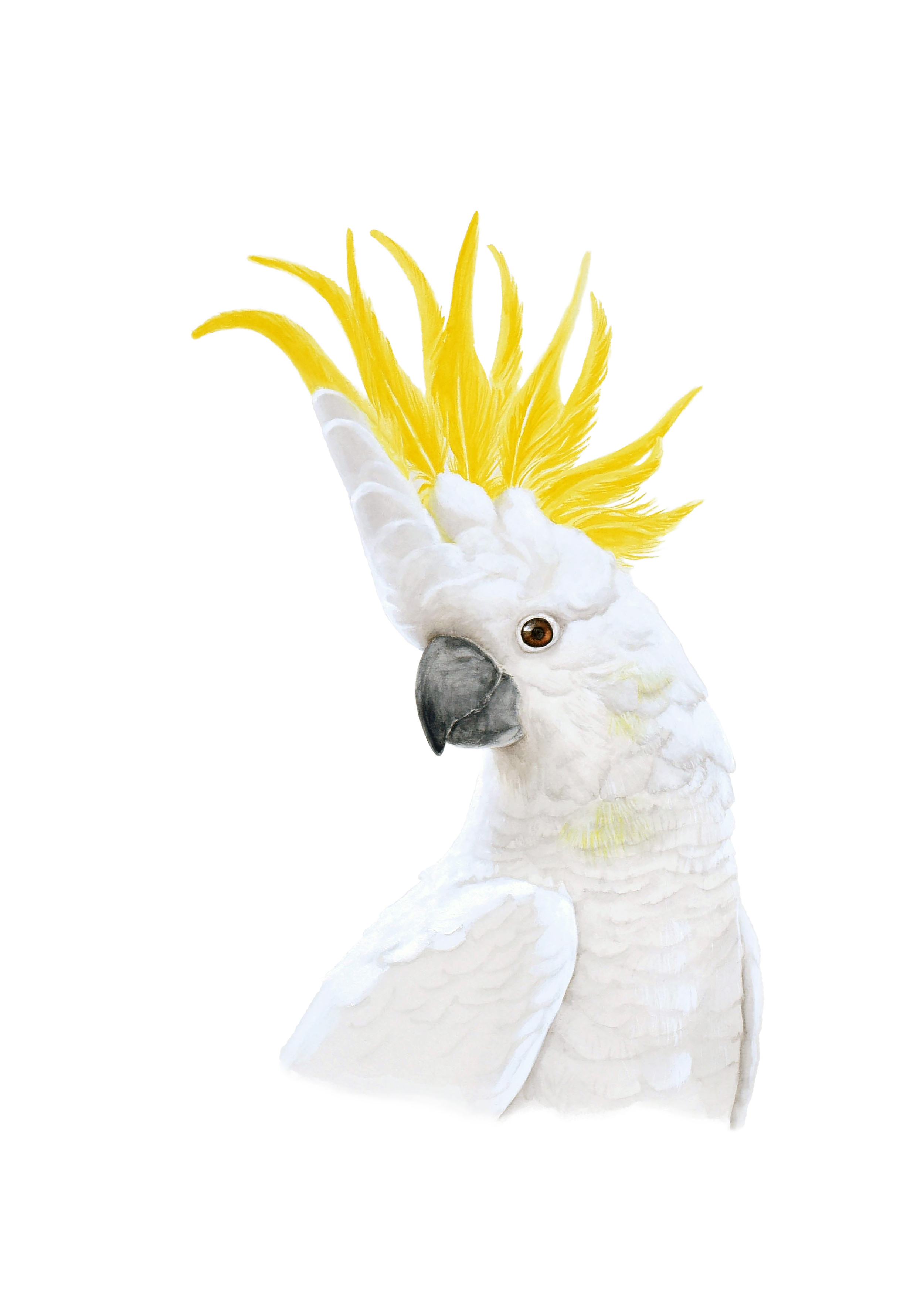 WebSite 1 Sulfur Cockatoo .png