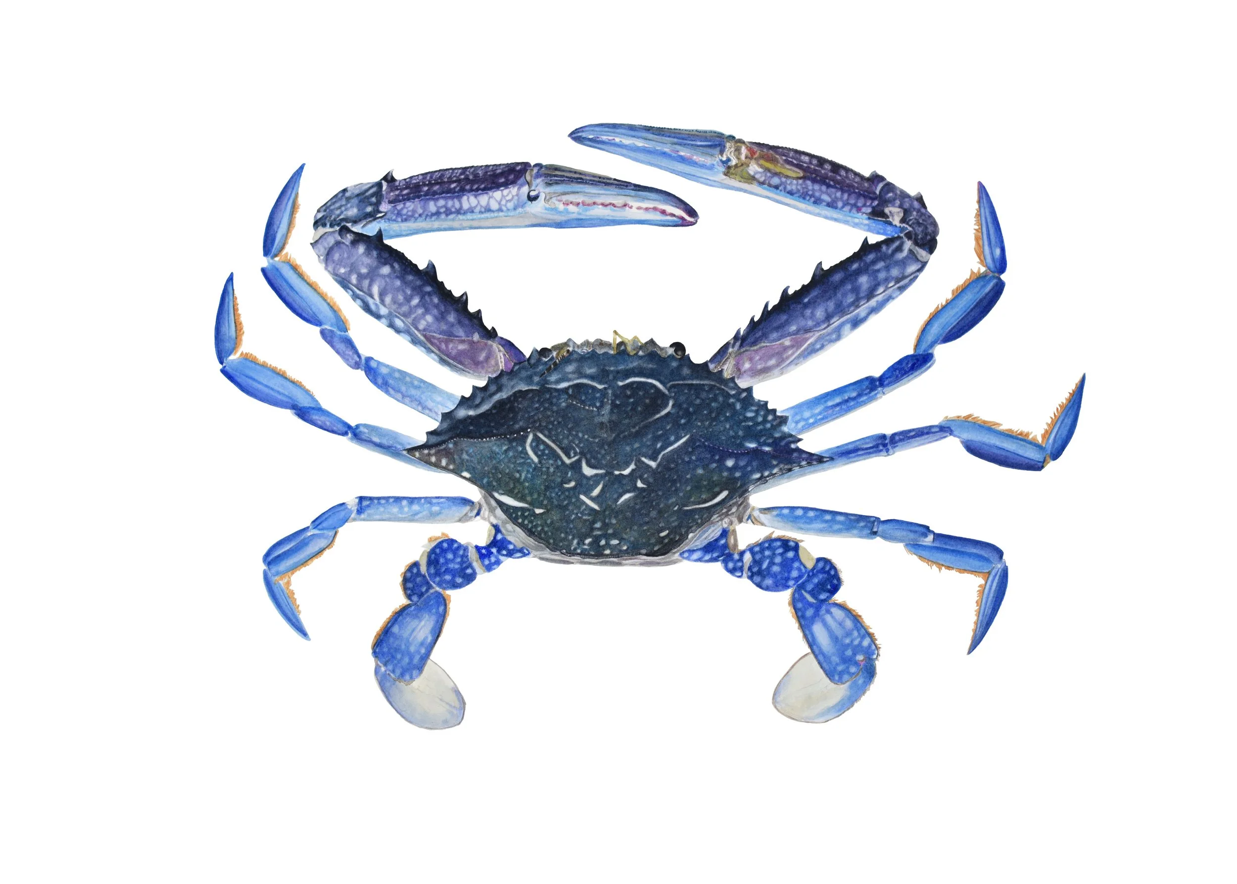 Fine Art Card - Blue Swimmer Crab