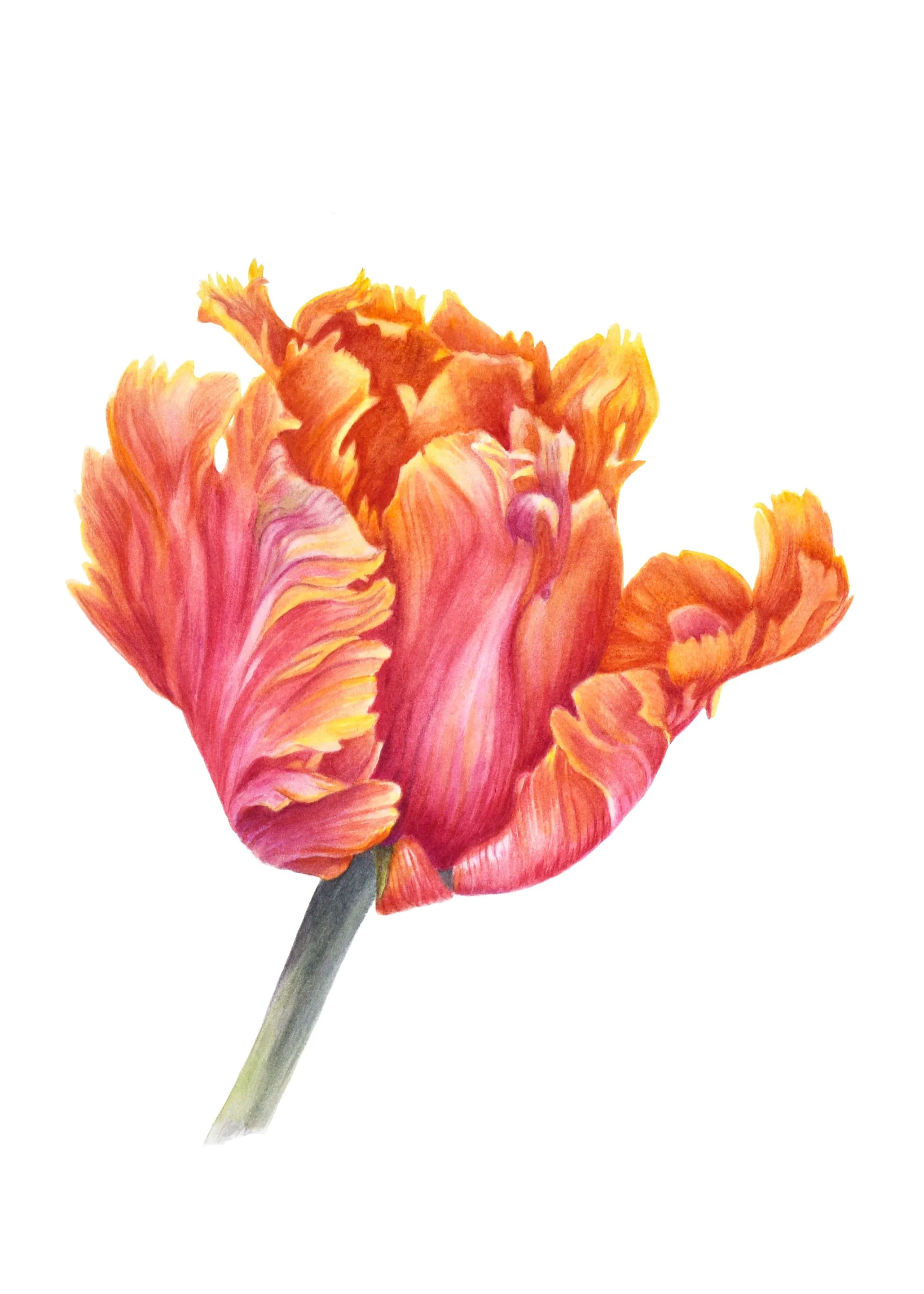 Fine Art Card - Avignon Tulip