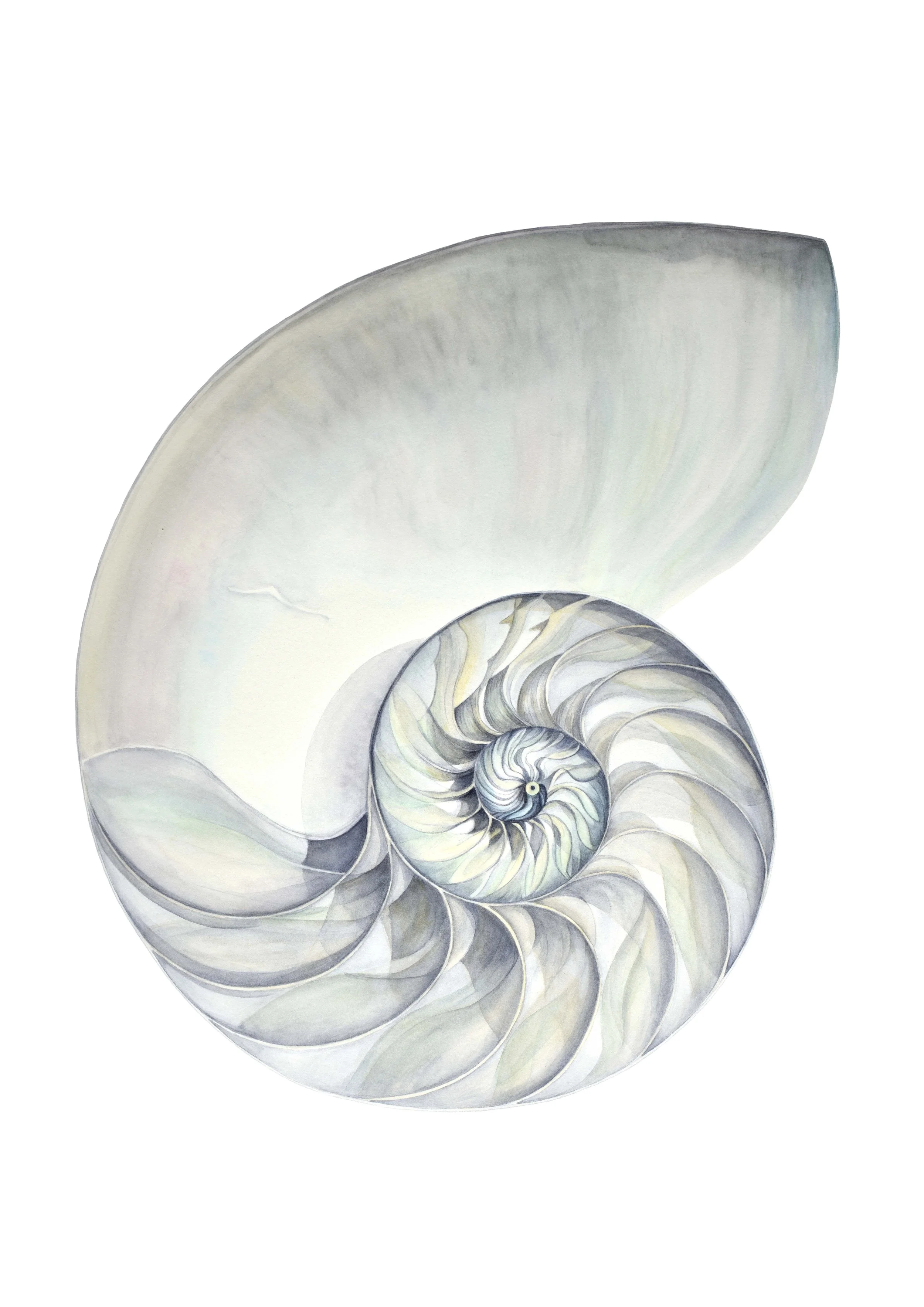Nautilus 1 pour Insta gris.jpg