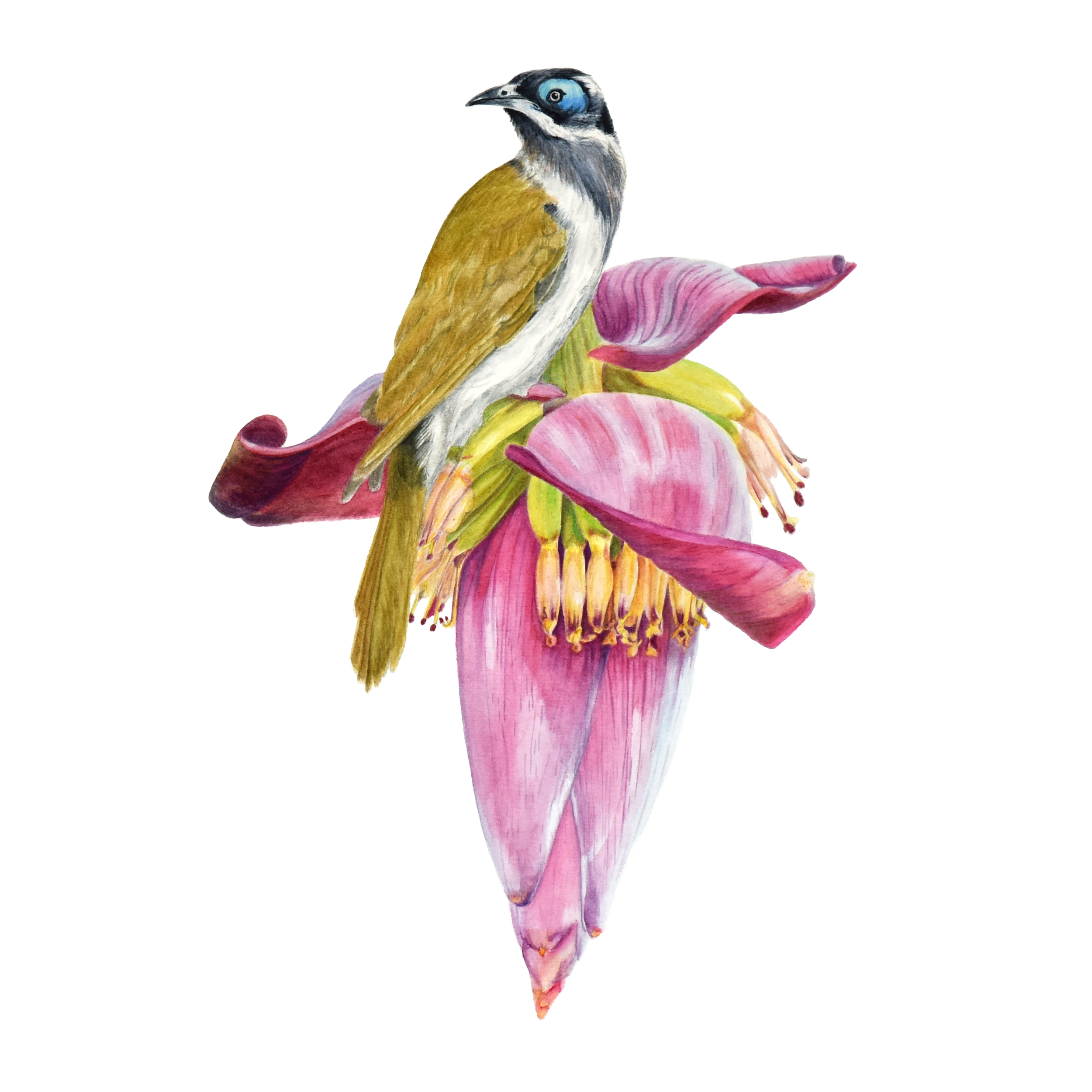 Moo Honeyeater Website Pic.png