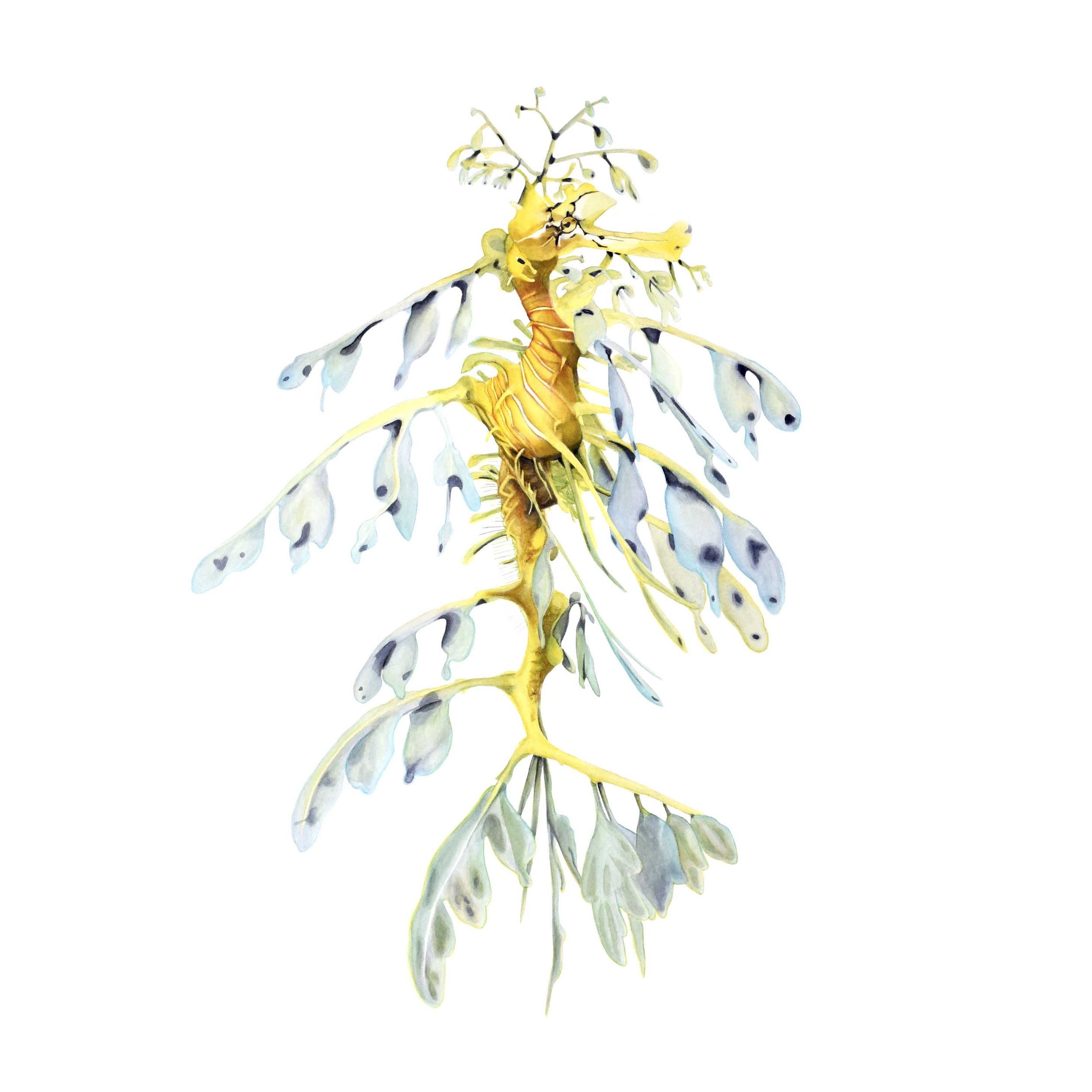 WEBSITE LEAFY SEADRAGON Full Correction .jpg