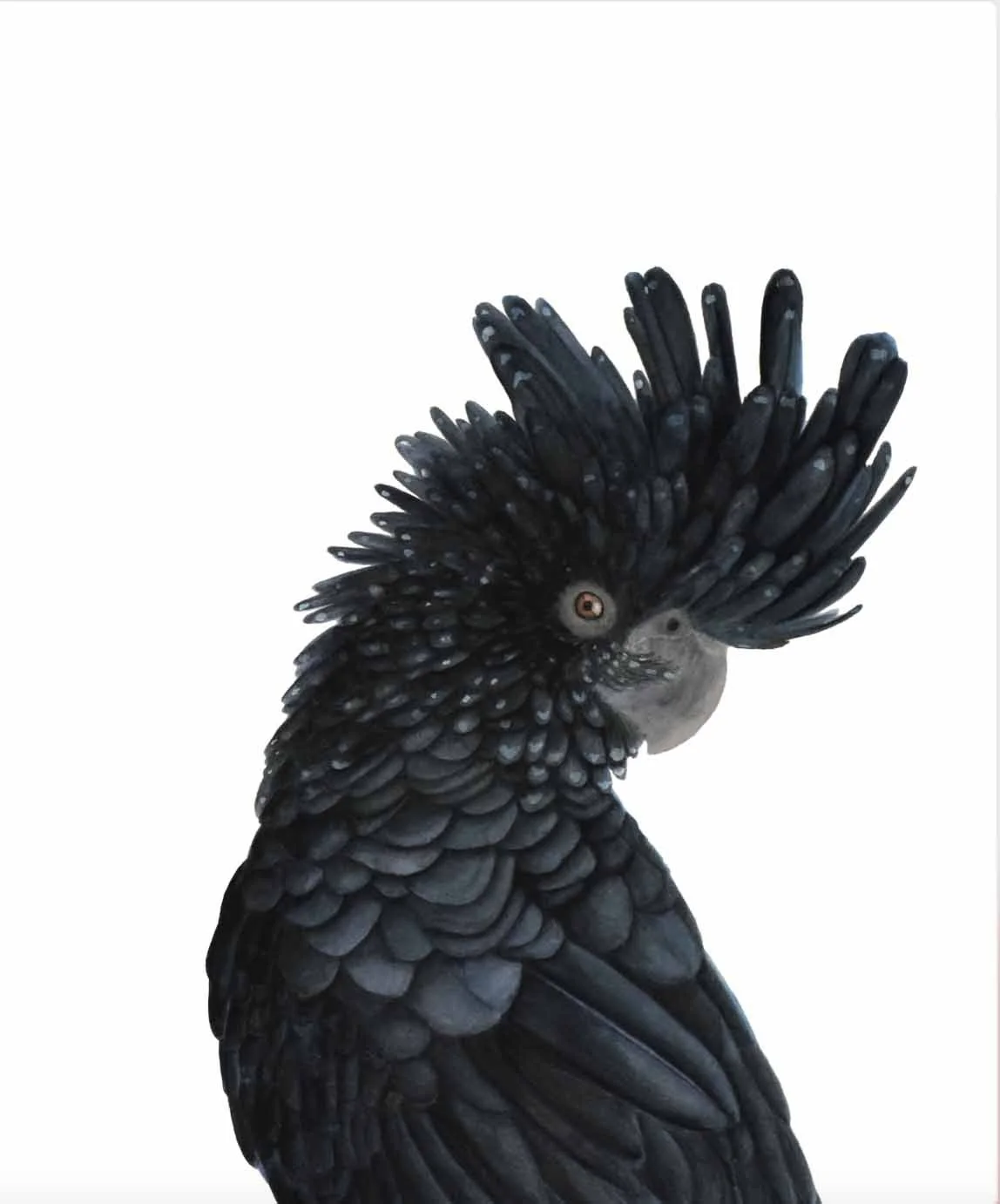 Original Painting - Black Cockatoo - On commission