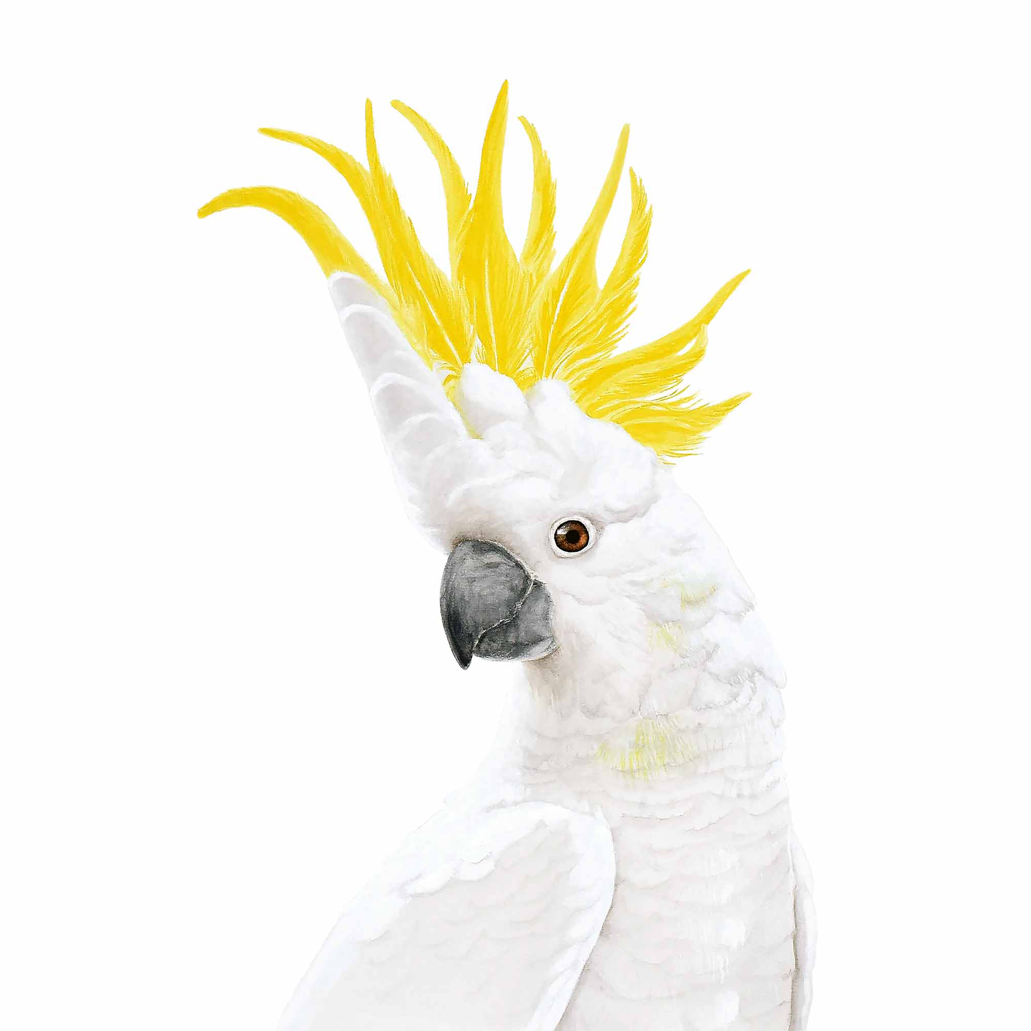 WEBSITE SULPH COCKA PORTRAIT DROIT.png