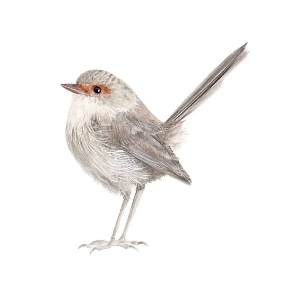 WEBSITE FAIRYWREN FEMAL.jpg