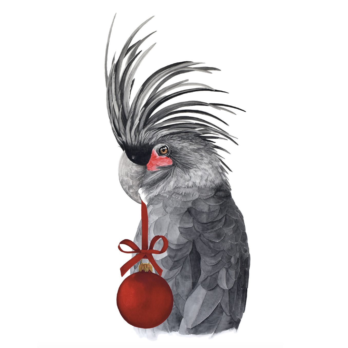 Palm Cockatoo WMas Baule Website Pic.png