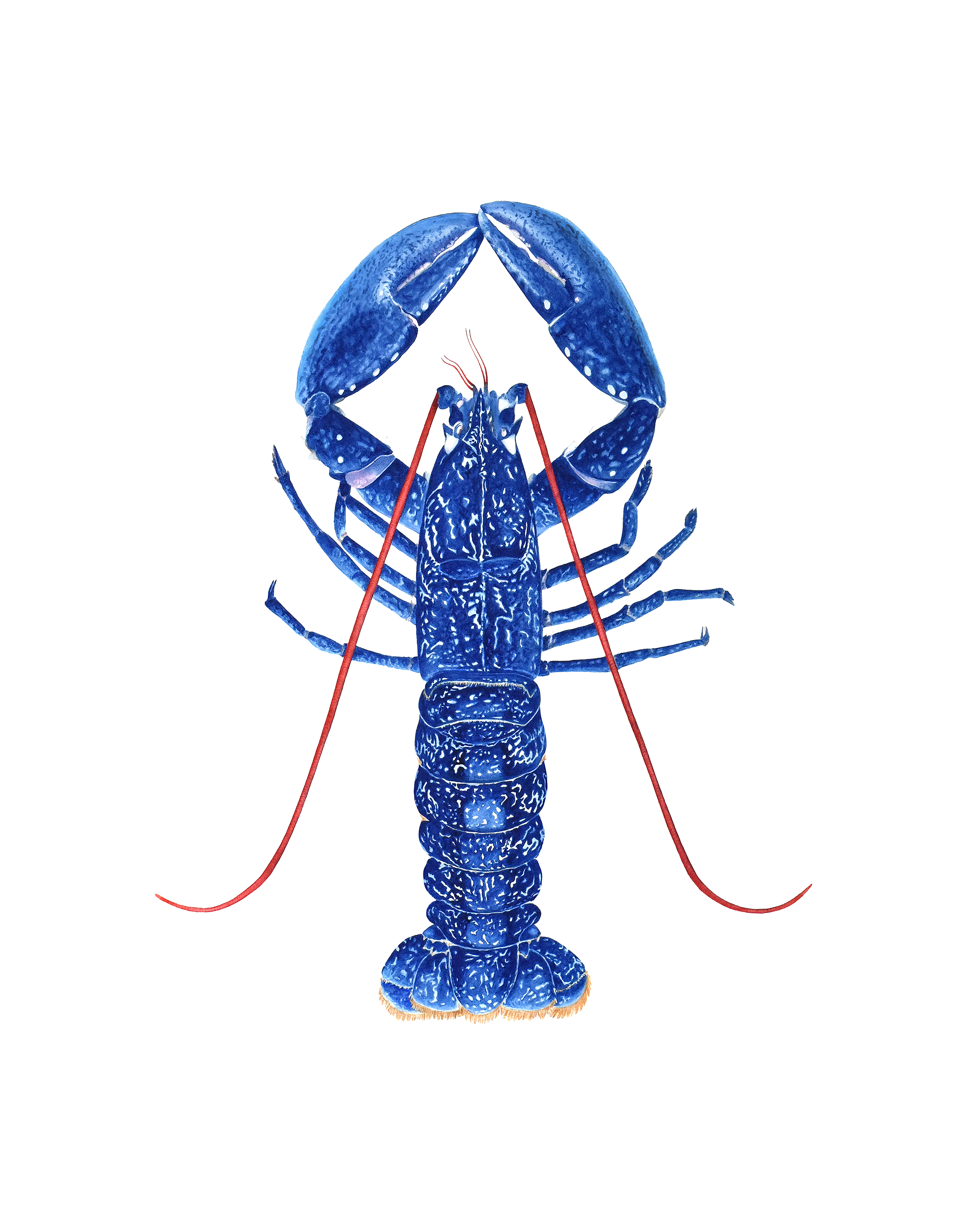 French Lobster for website2.png