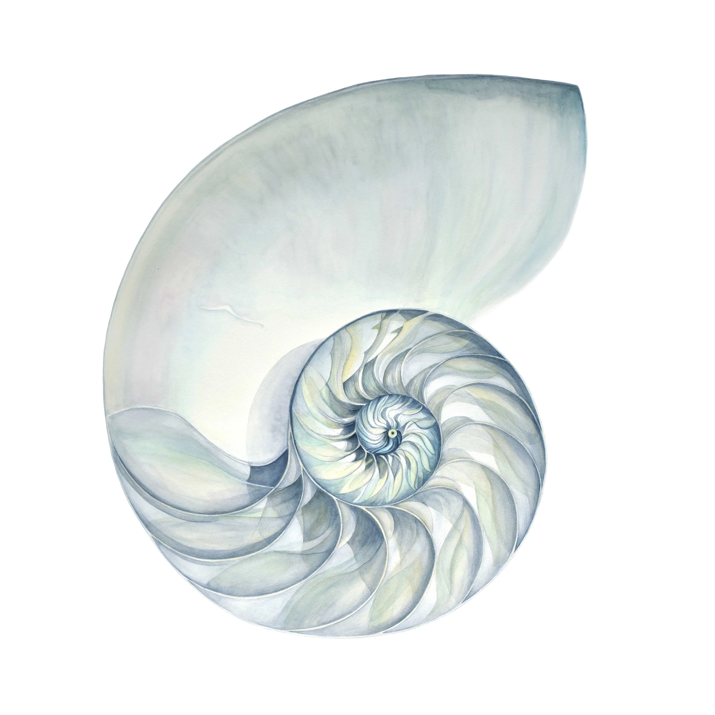 WEBSITE NAUTILUS BLUE.jpg