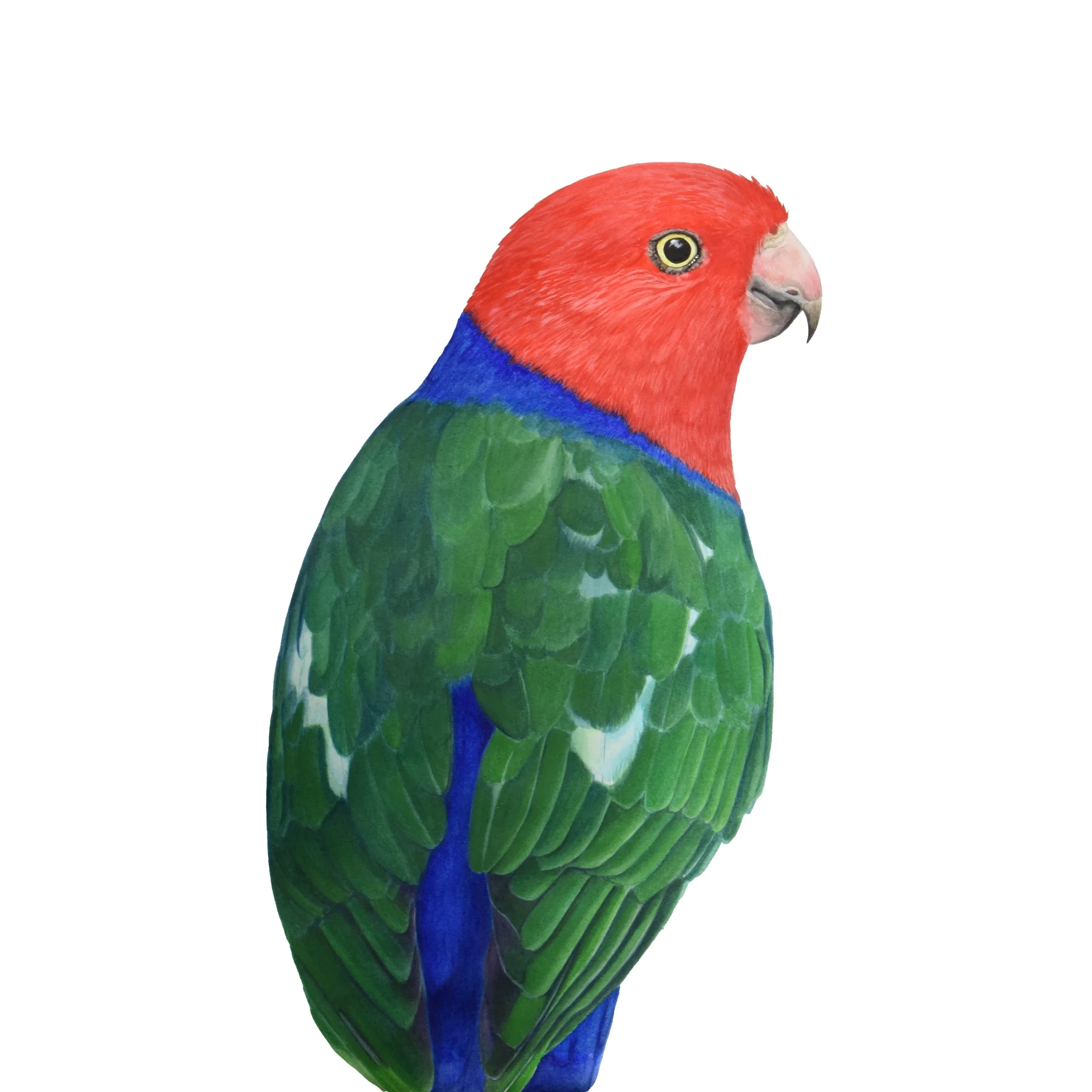 WEBSITE King Parrot Portrait.jpg
