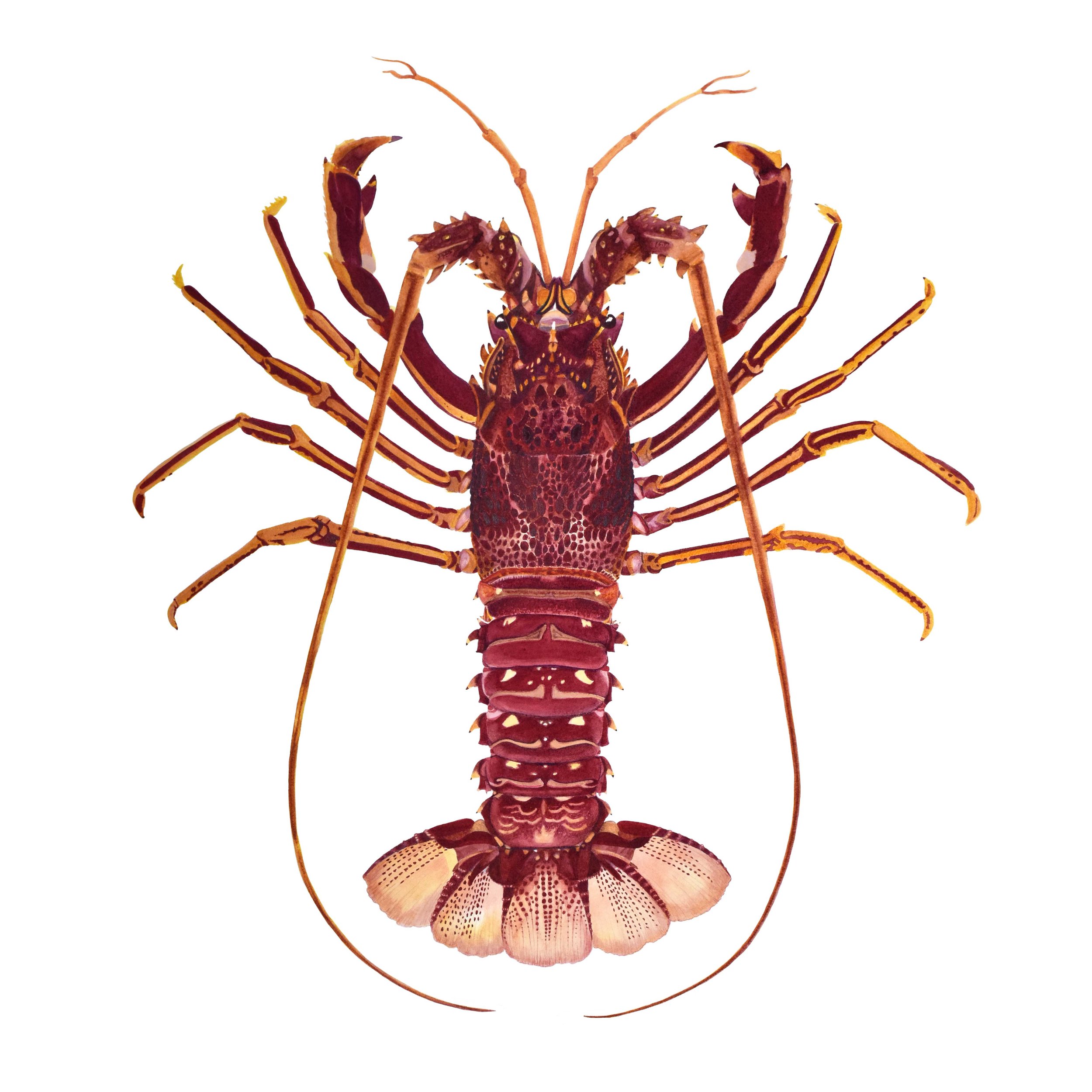WEBSITE Langouste Royale Bretonne.jpg