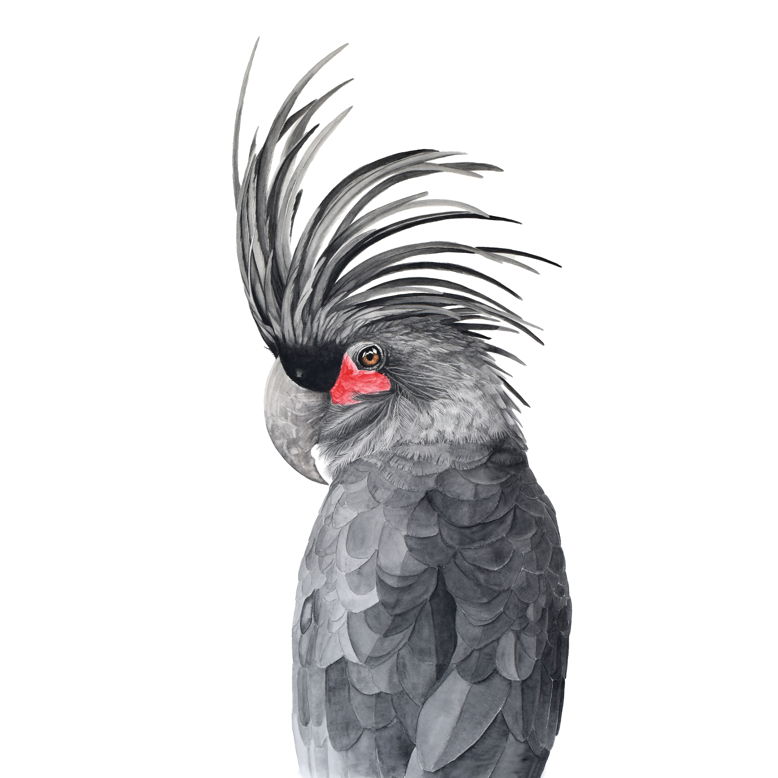 Moo Palm Cockatoo Square Website pic.png