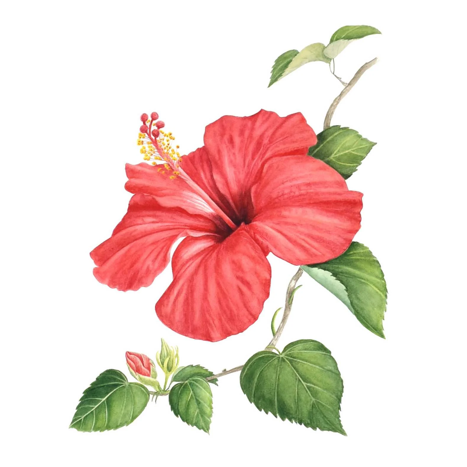 WEBSITE HIBISCUS.jpg