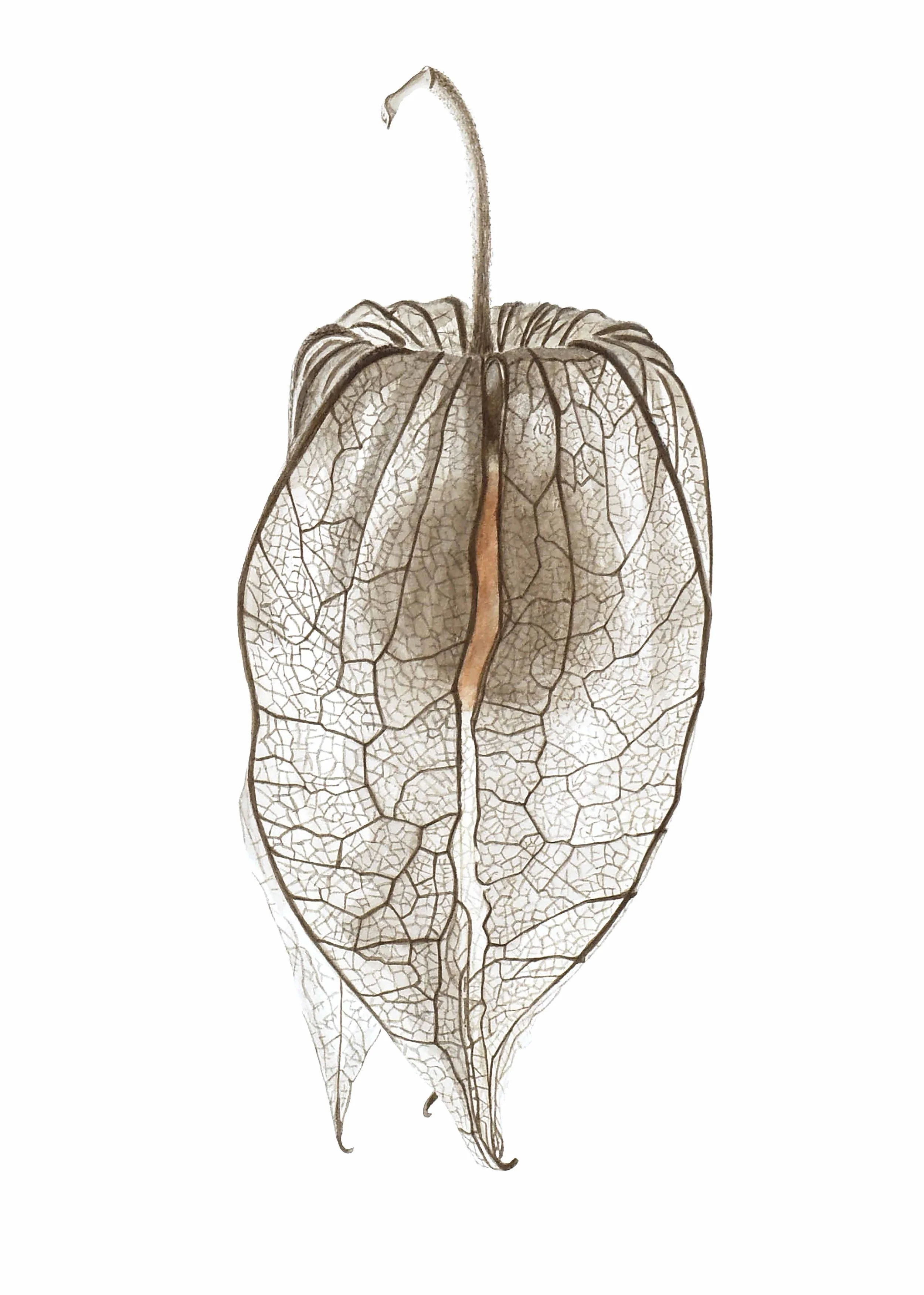 Fine Art Print - Gooseberry