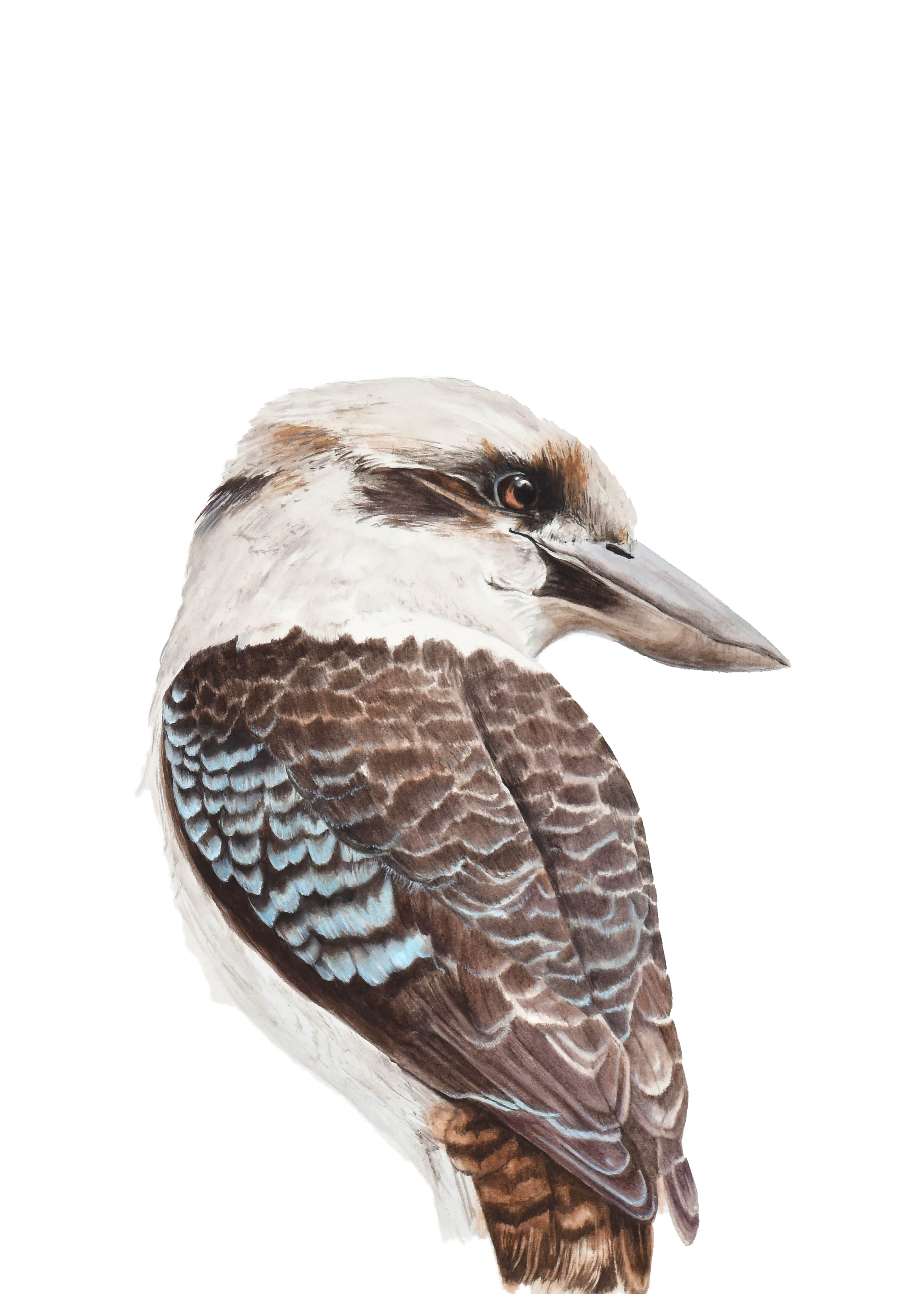 Fine Art Print - Kookaburra