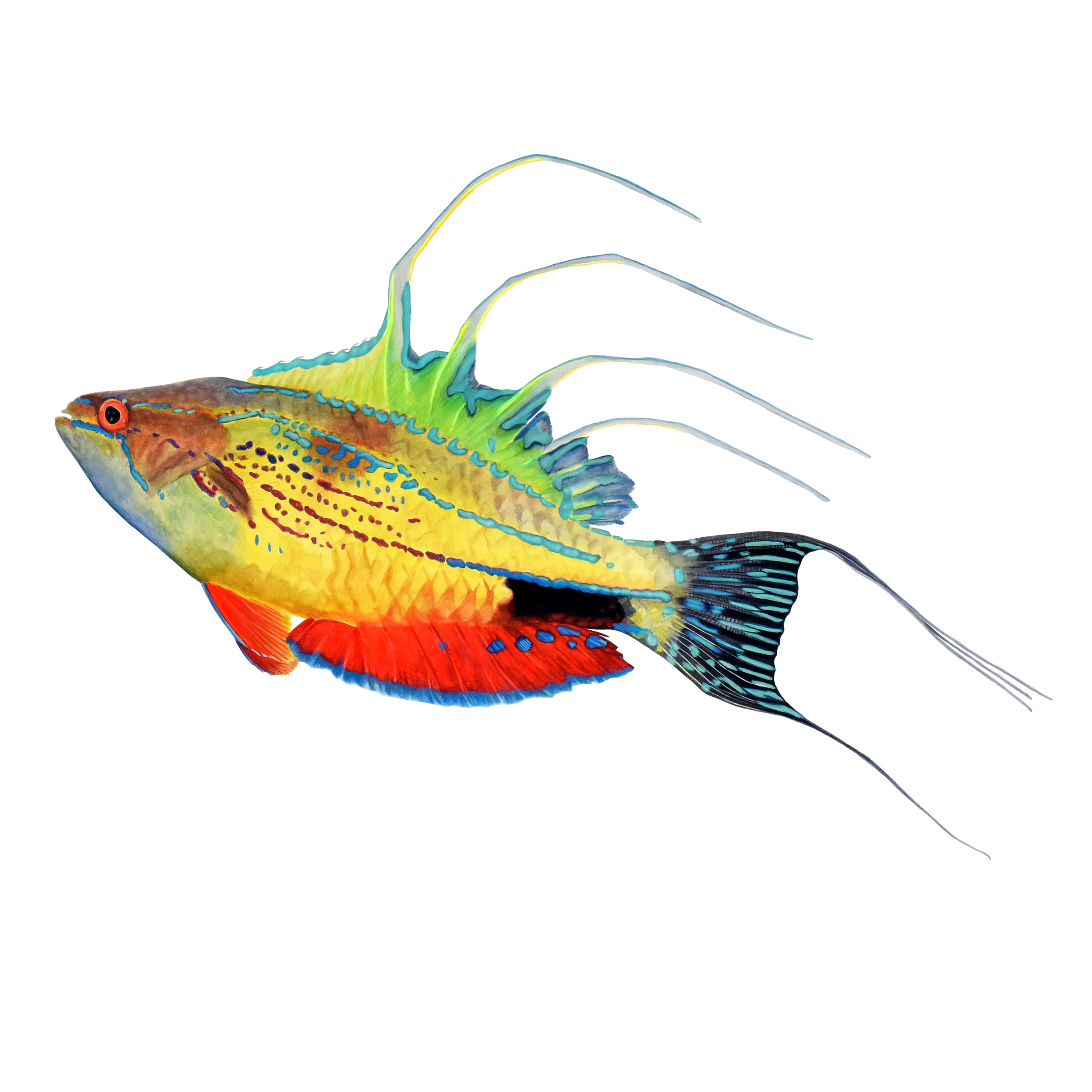 WEBSITE FISH 1 high.png