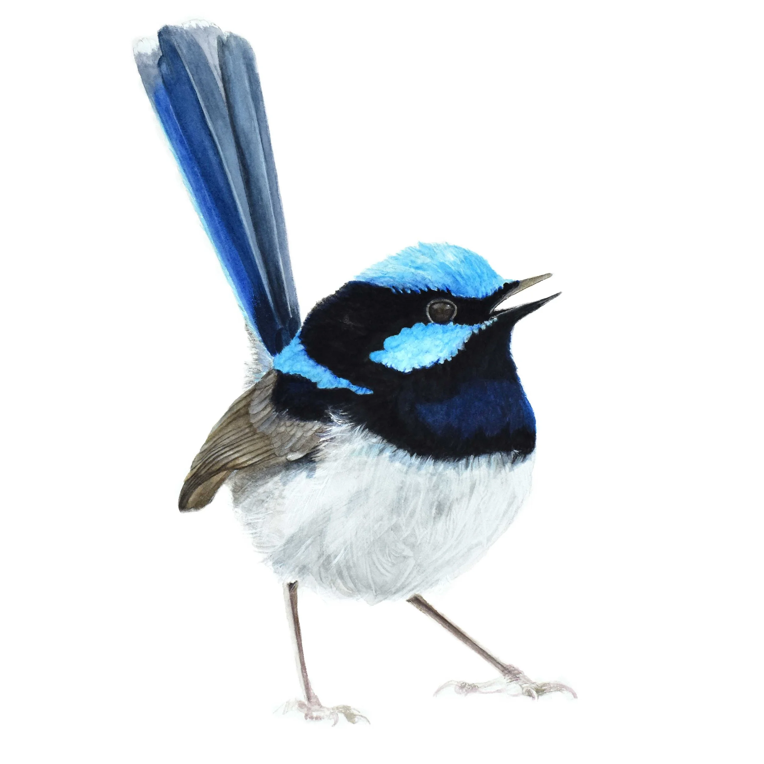 Original Painting - Fairy Wren - On commission
