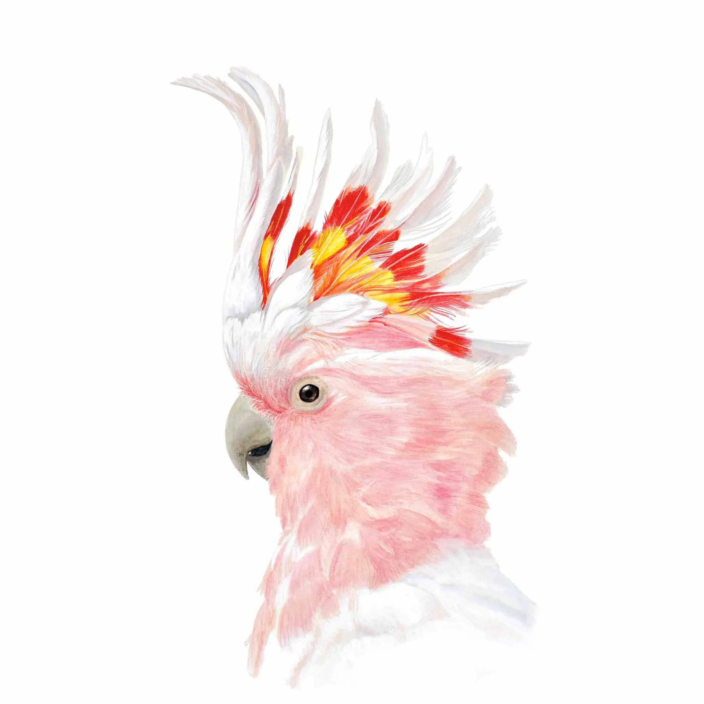 WEBSITE PINK COCKATOO edited last.jpg
