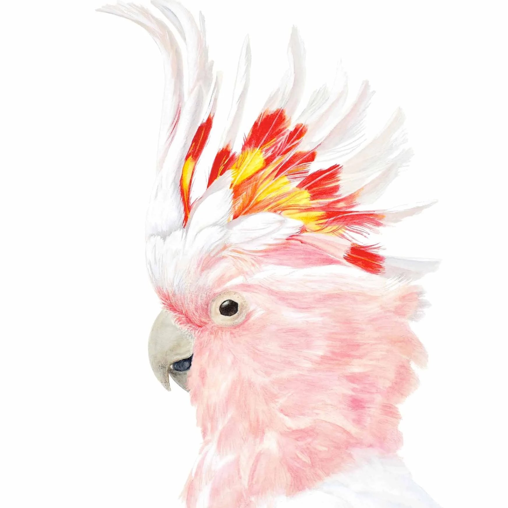 Fine Art Print - Smiling Major Mitchell's Cockatoo