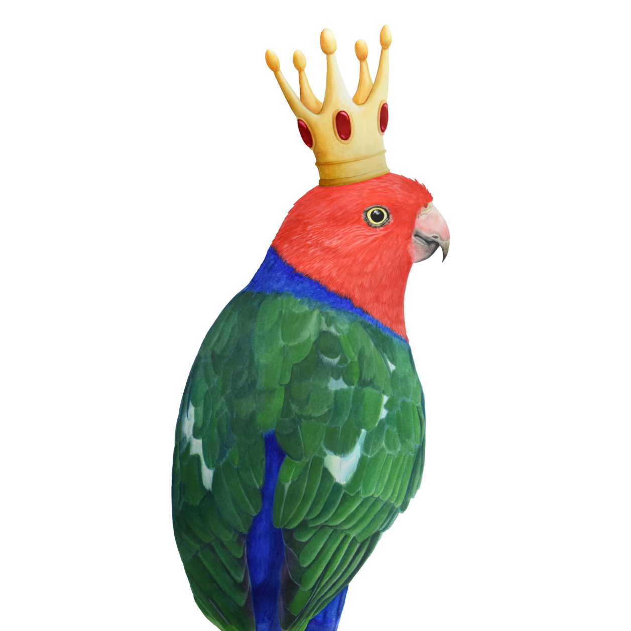 WEBSITE King PArrot XAMS Crown Tilt.png