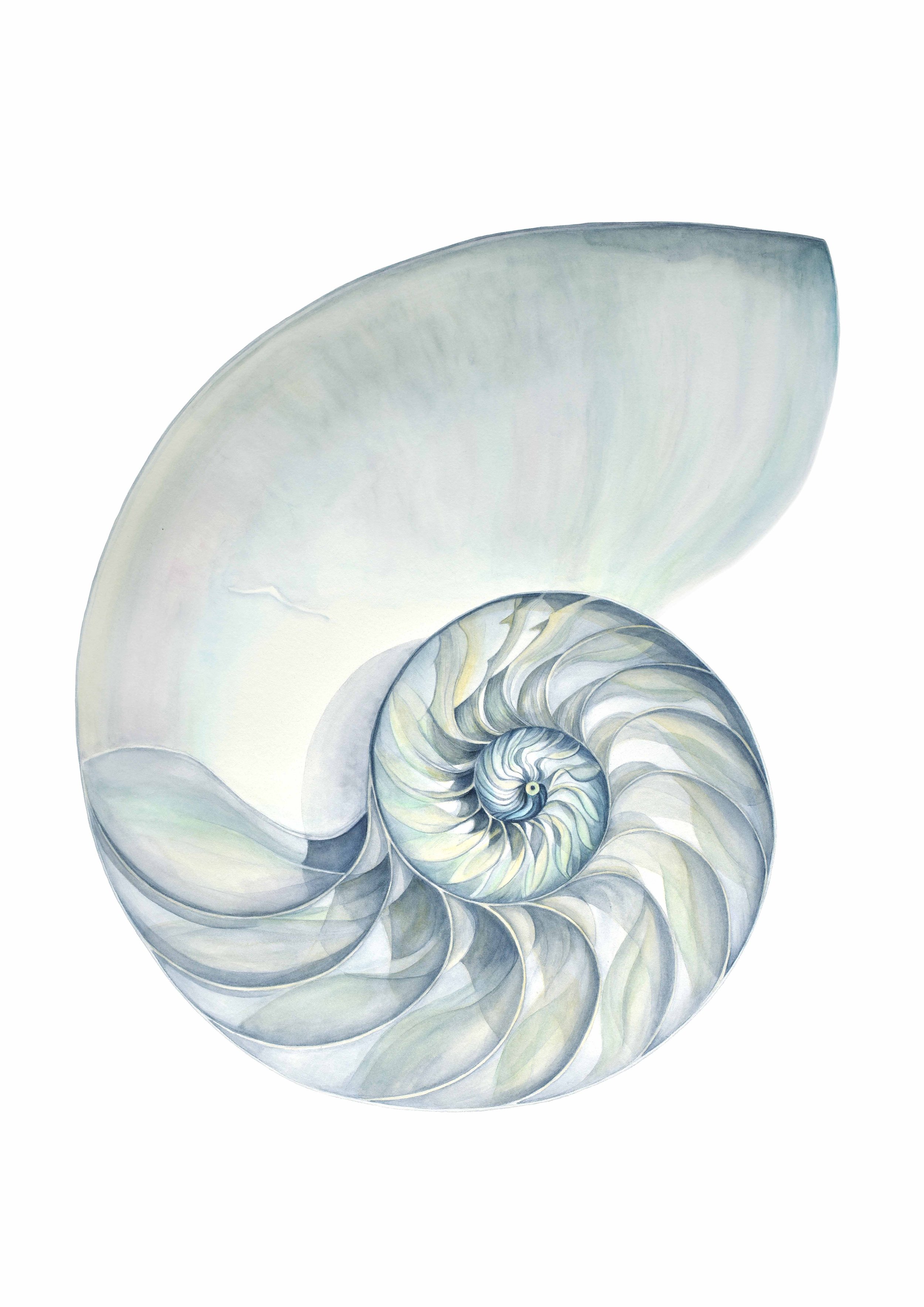 Fine Art Print - Nautilus