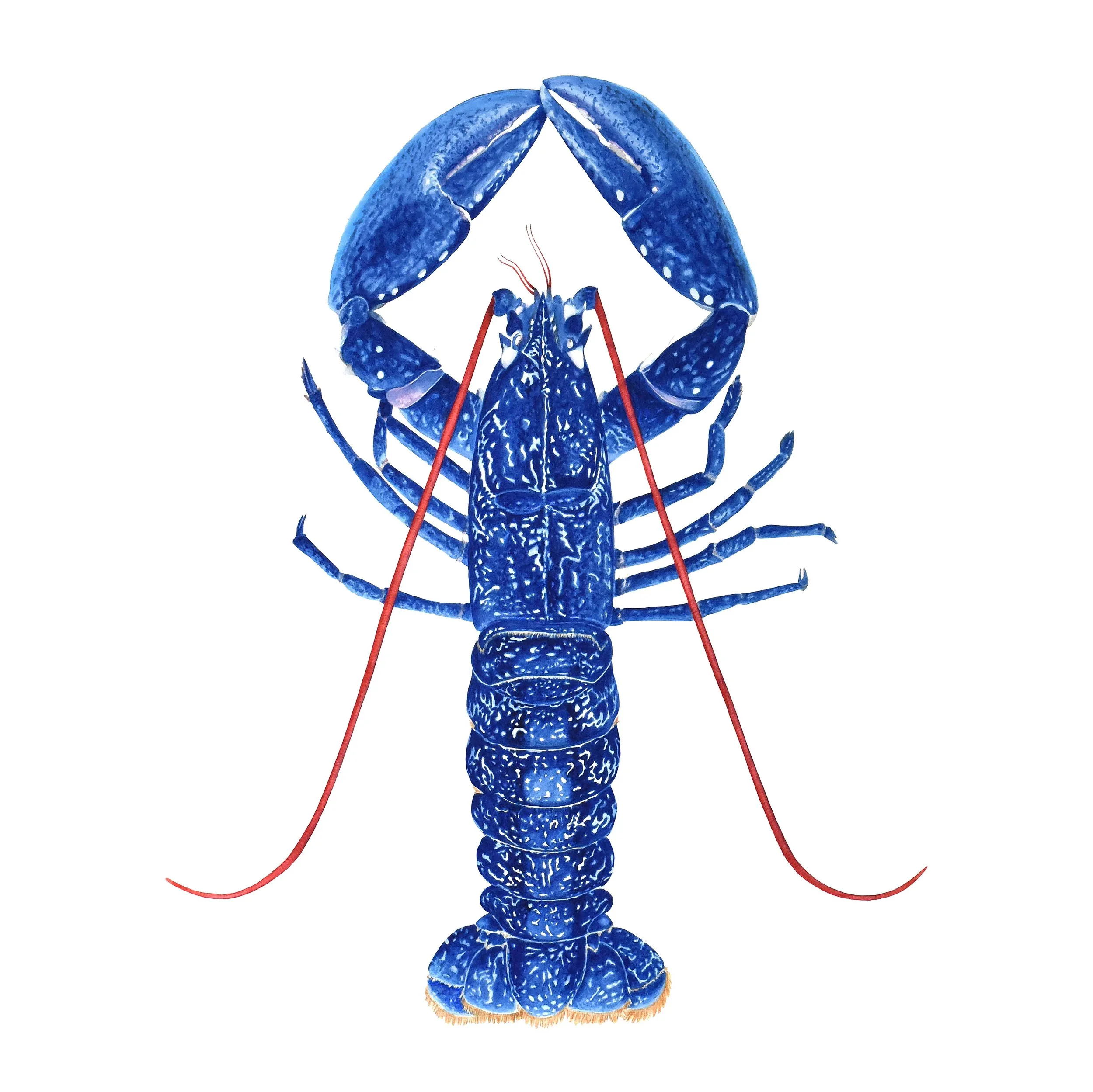 Fine Art Print - Blue Lobster