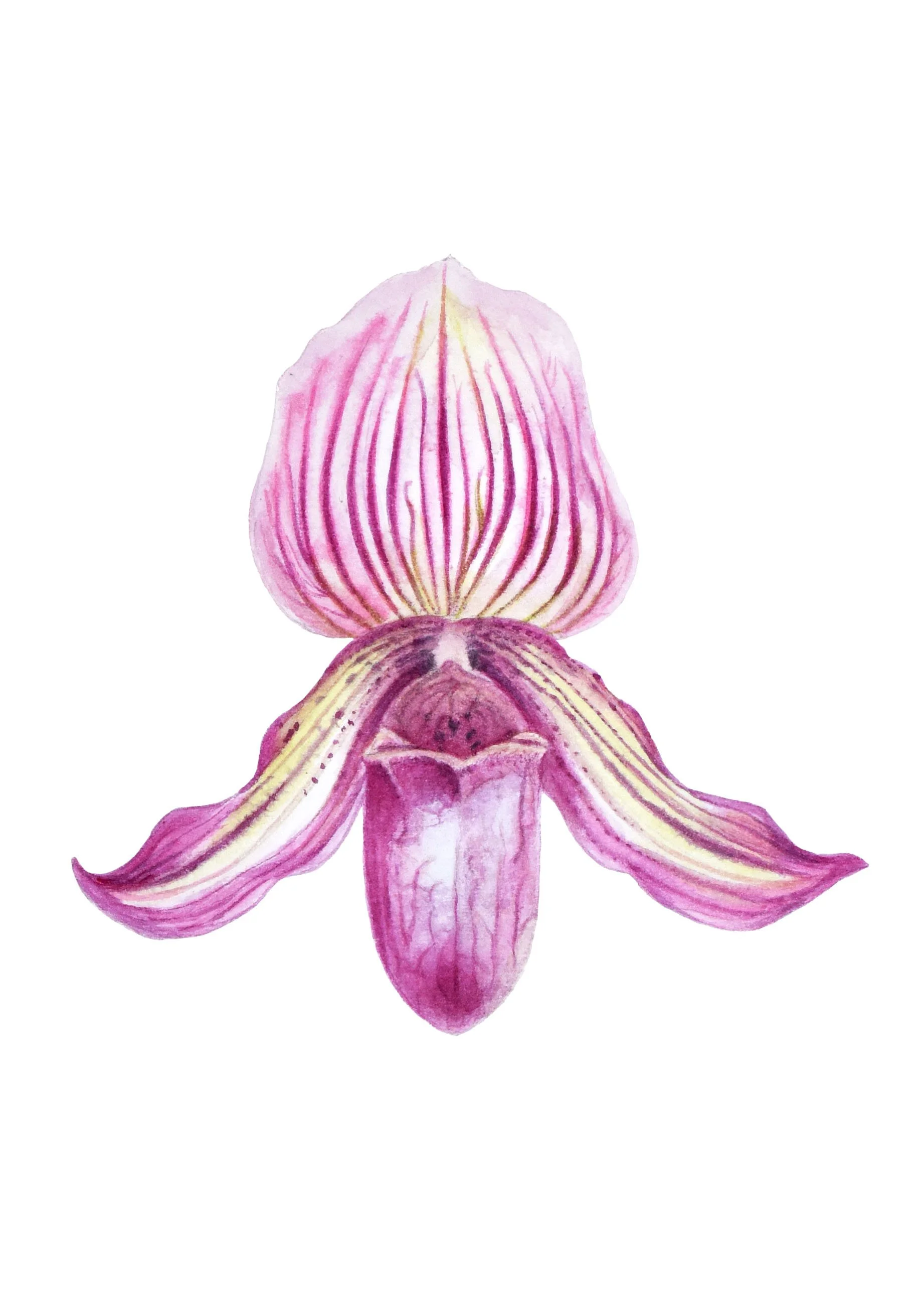 Fine Art Card - Orchid Purple