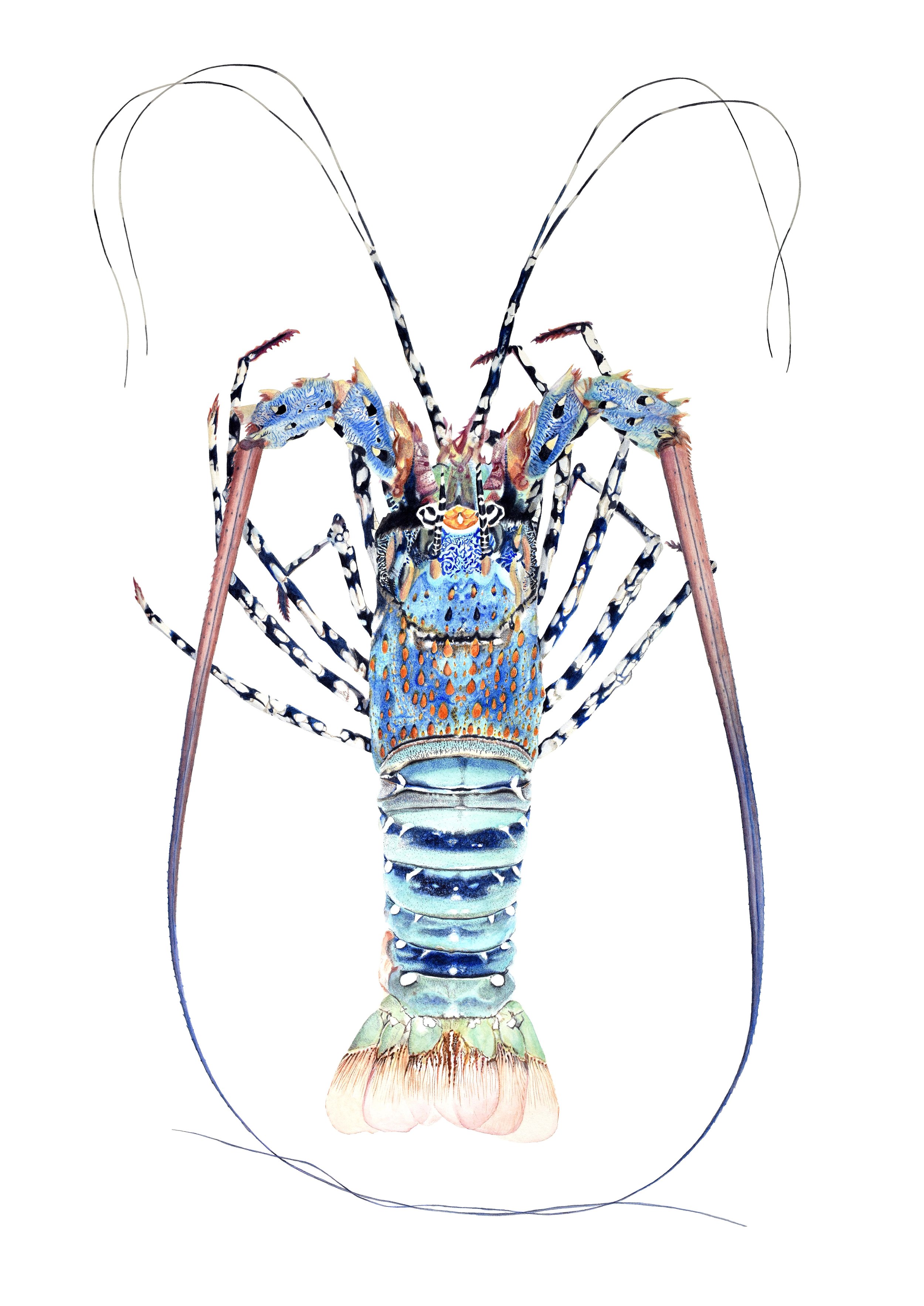 Lobster.jpg