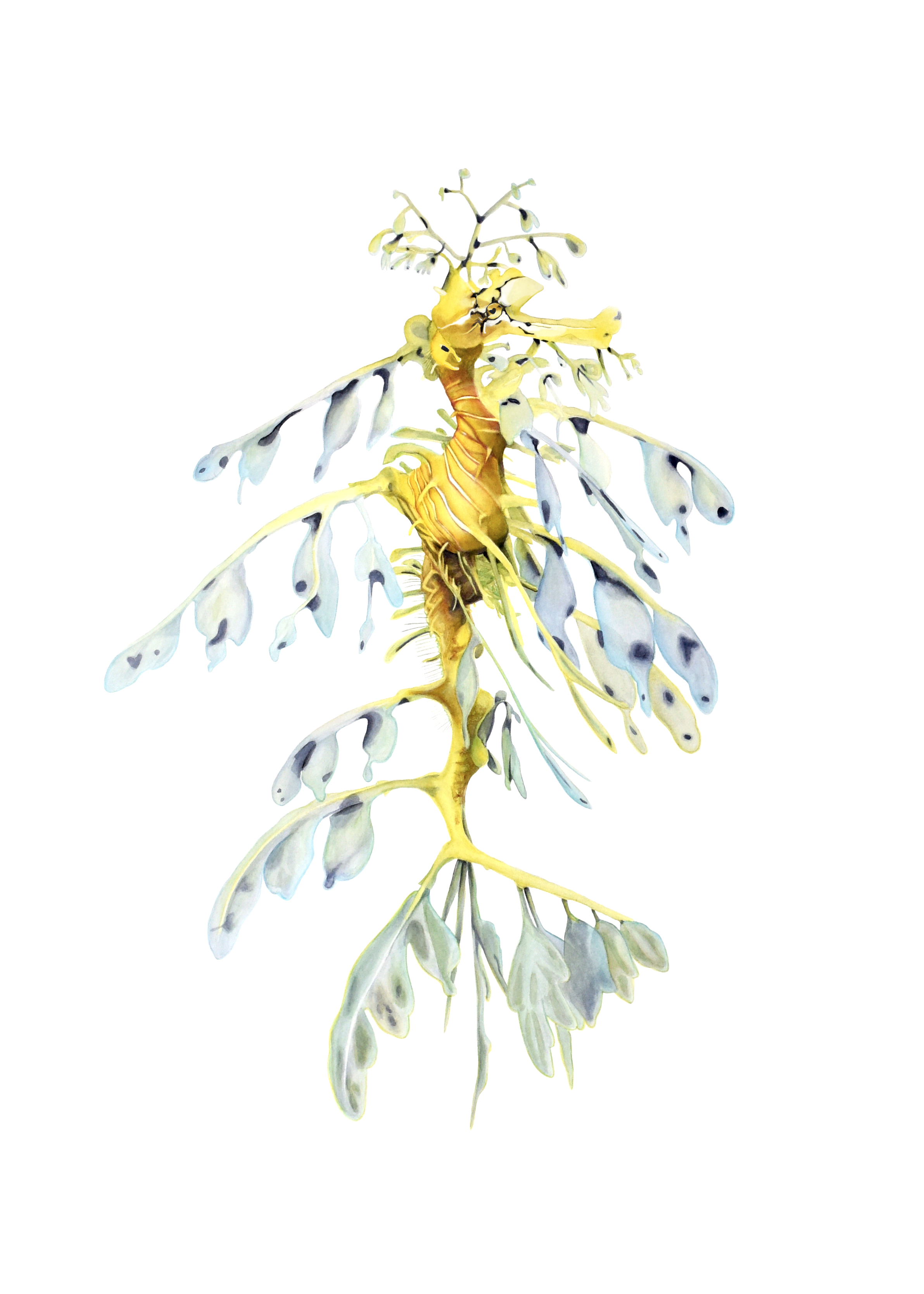 TT LeafySeadragon FULL Correction .png