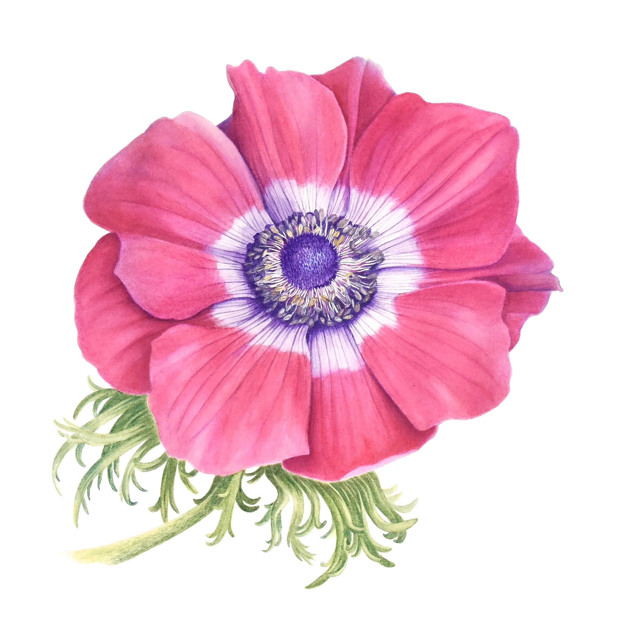 WEBSITE ANEMONE.jpg
