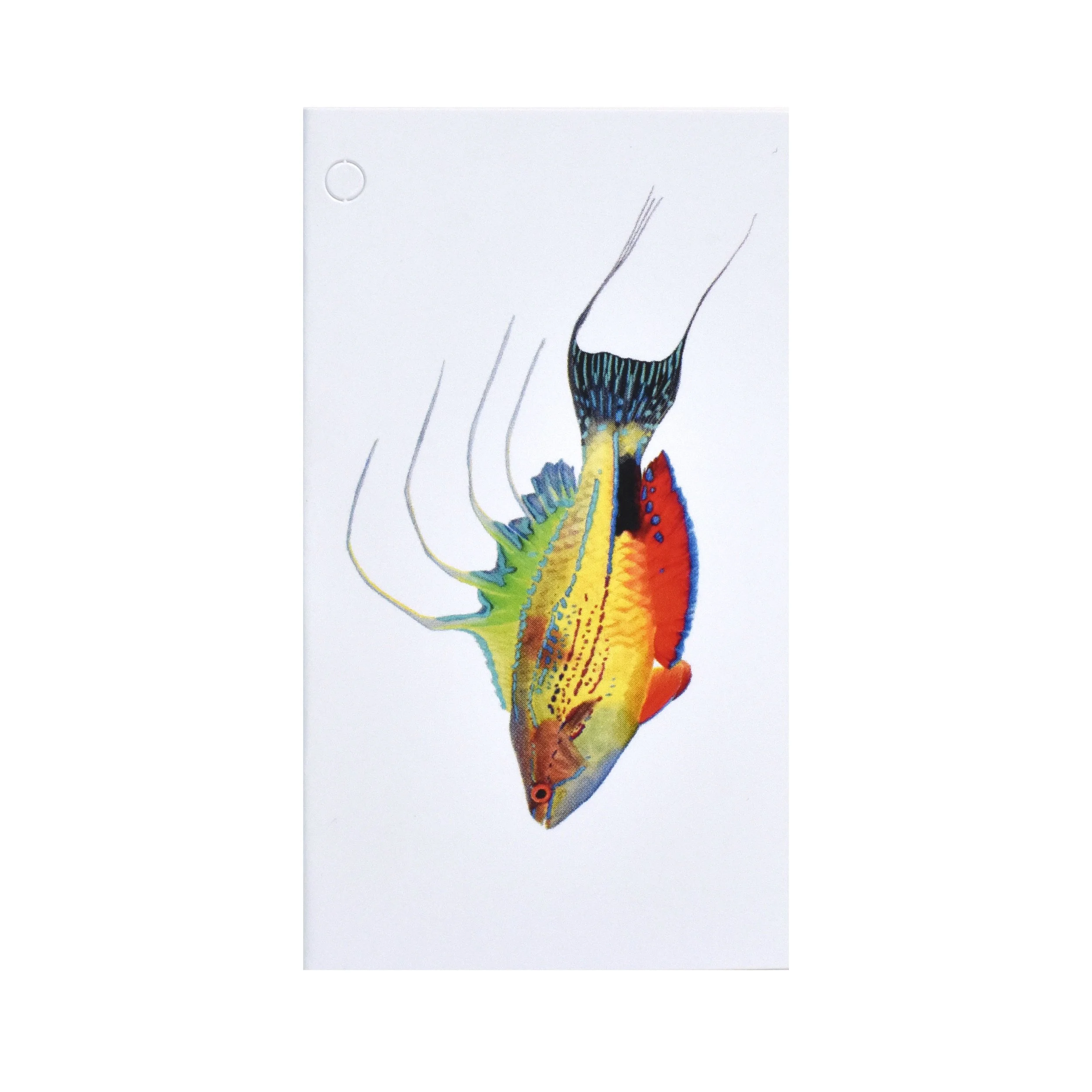 Folded Gift Tag - Flashing Wrasse
