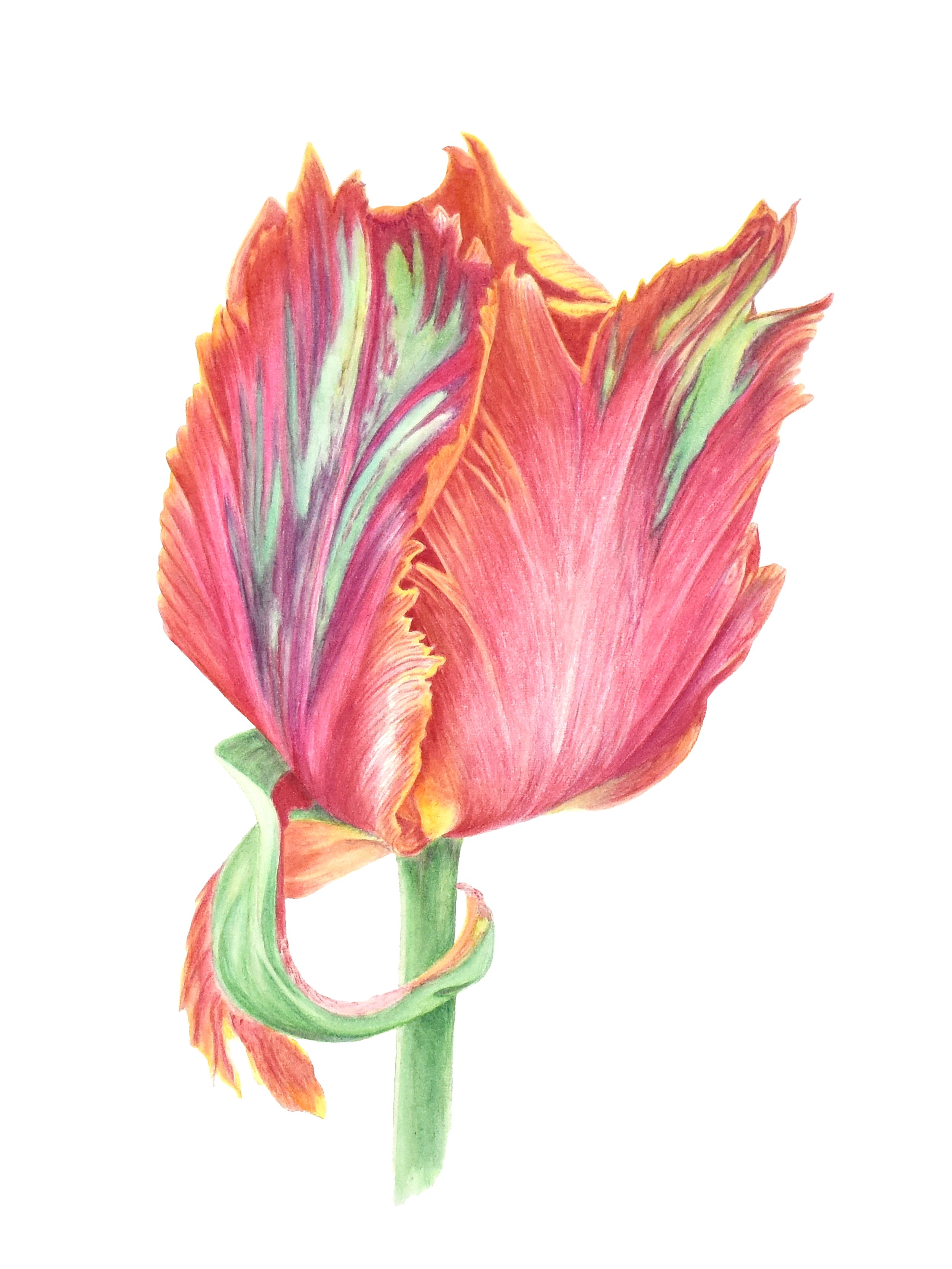 Tulip Parrot.jpg