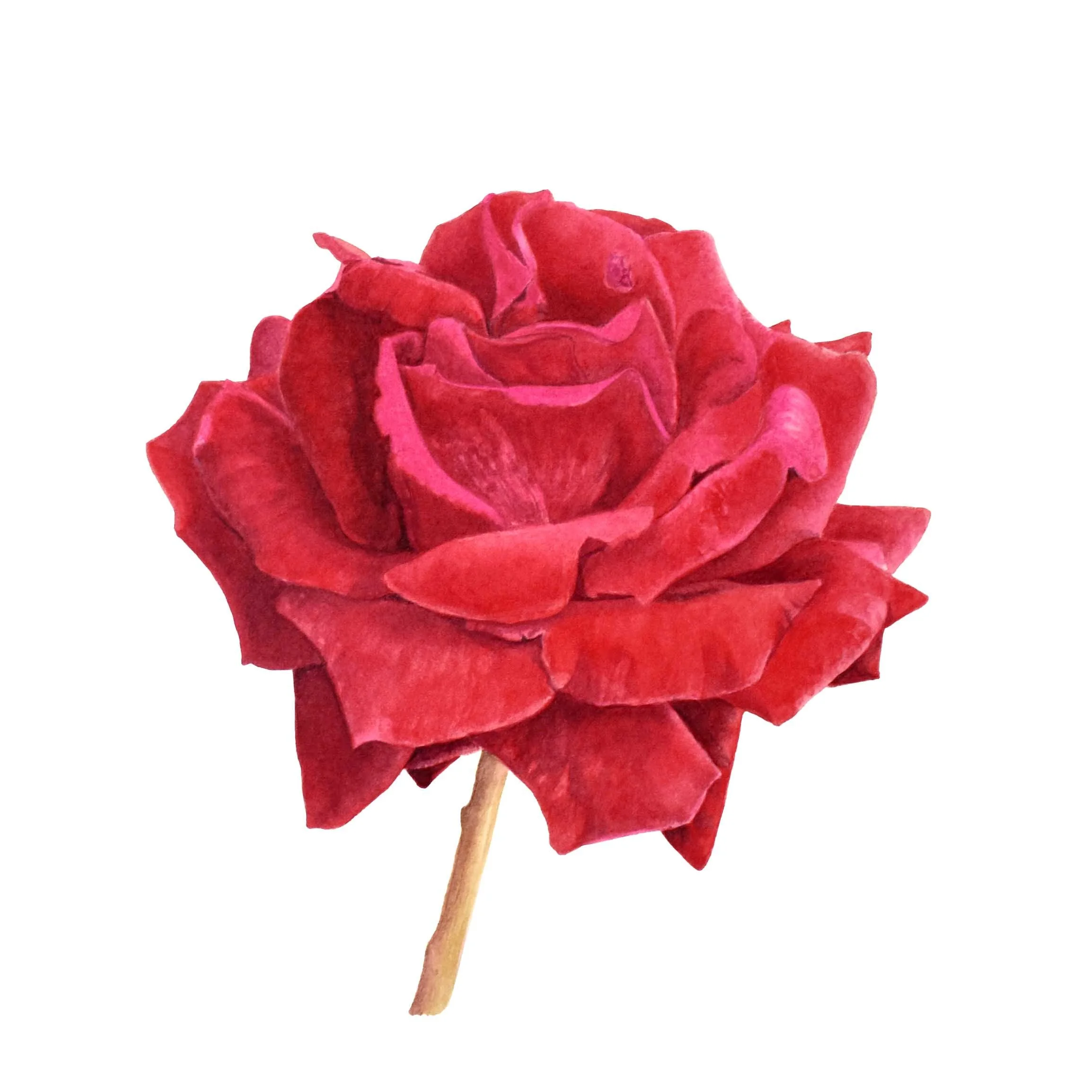 WEBSITE ROSE RED.jpg