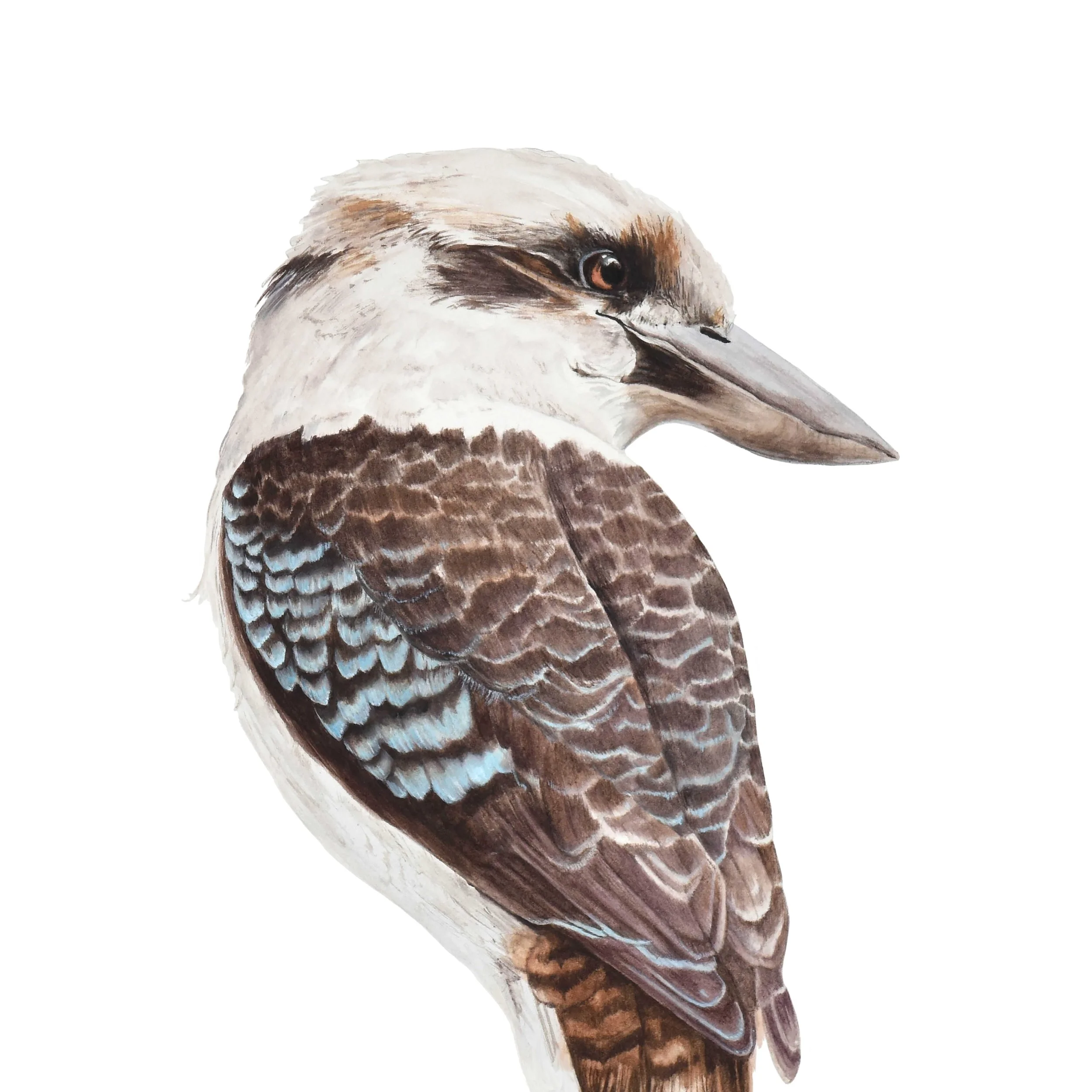 WEBSITE KKBRR portrait coupé.jpg