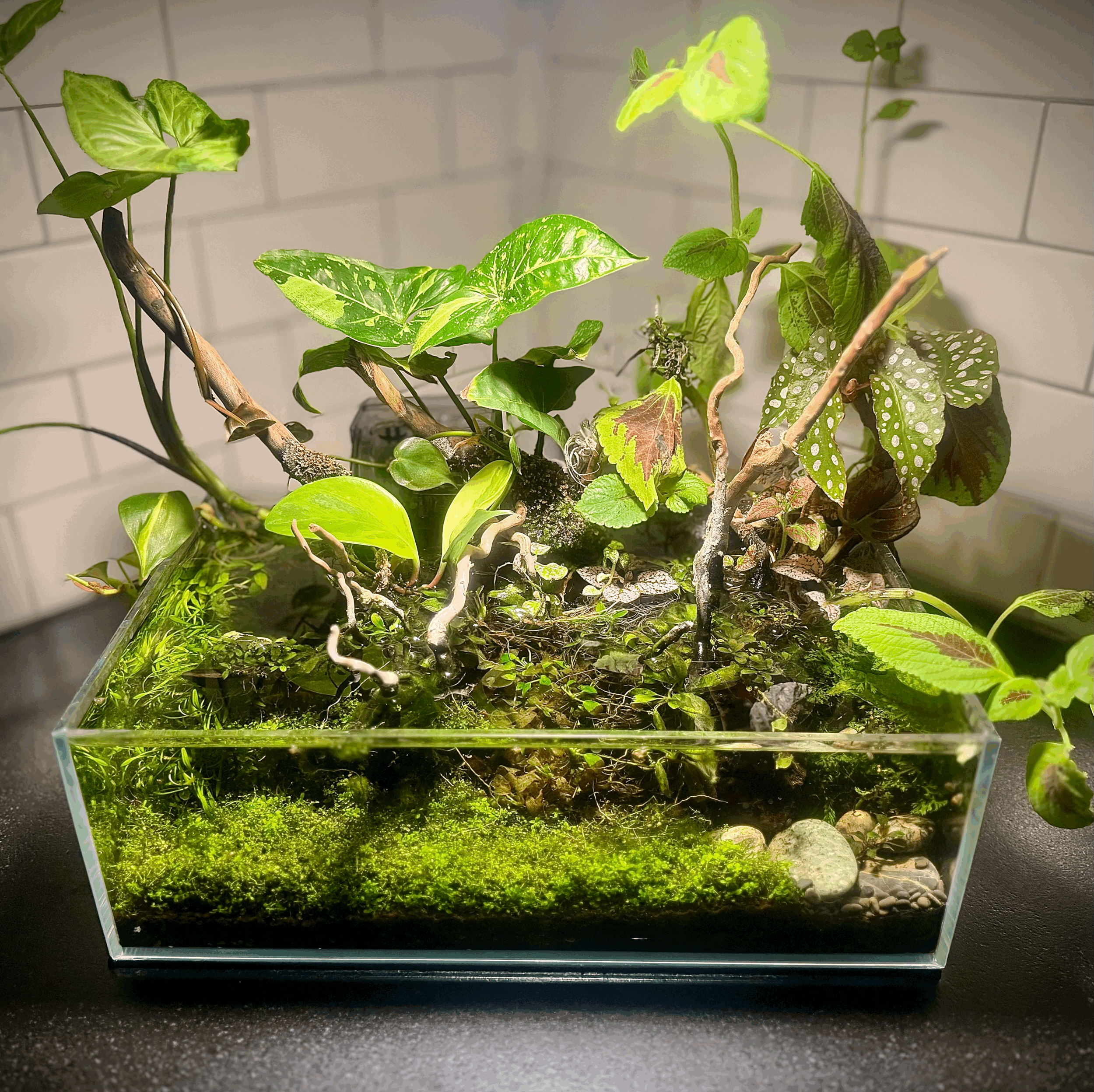 Temperate Woodland Vivarium Workshop