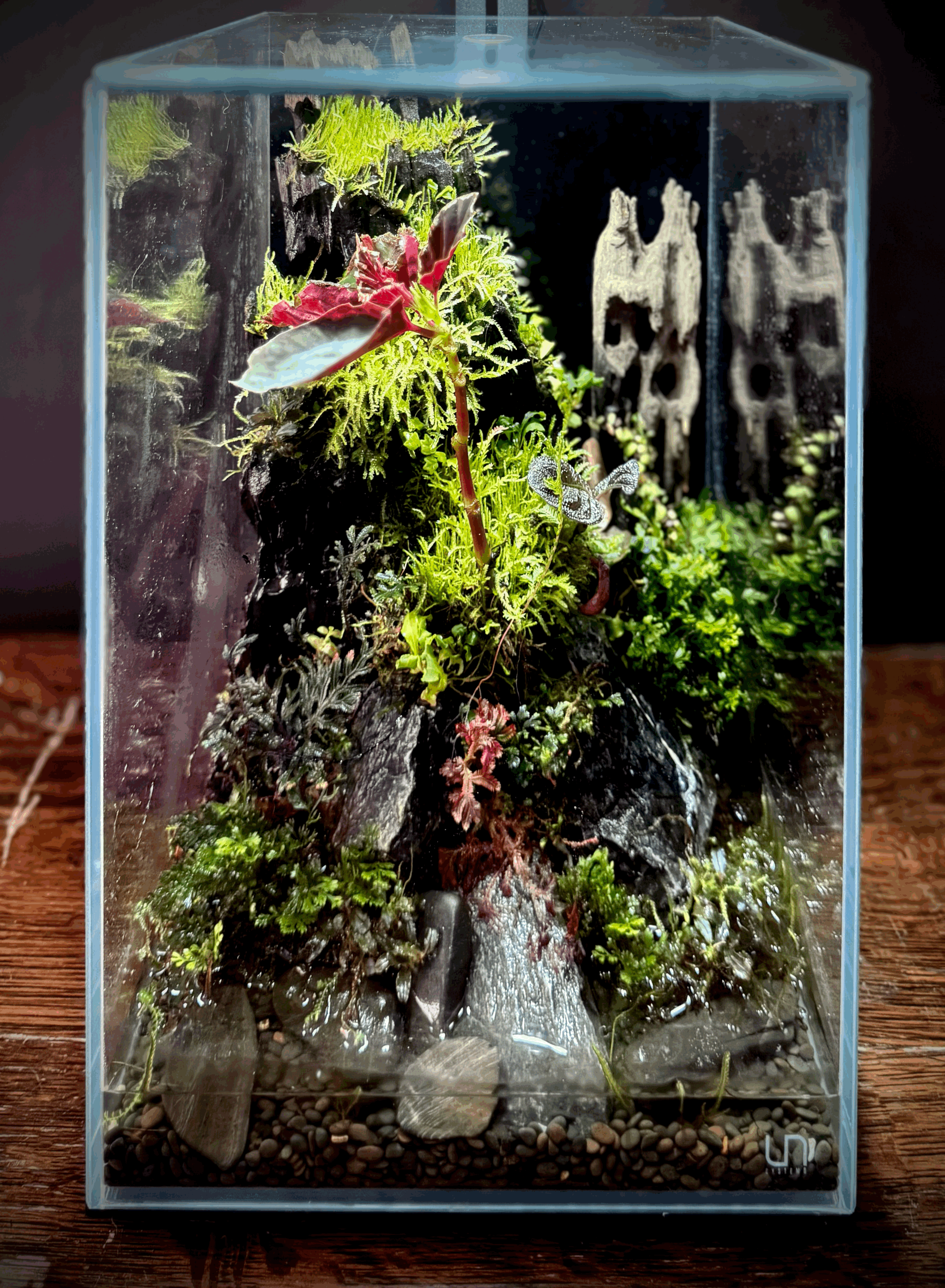 Vivarium as Art: An Introduction to Living Landscape Design (Multiple Dates Available)
