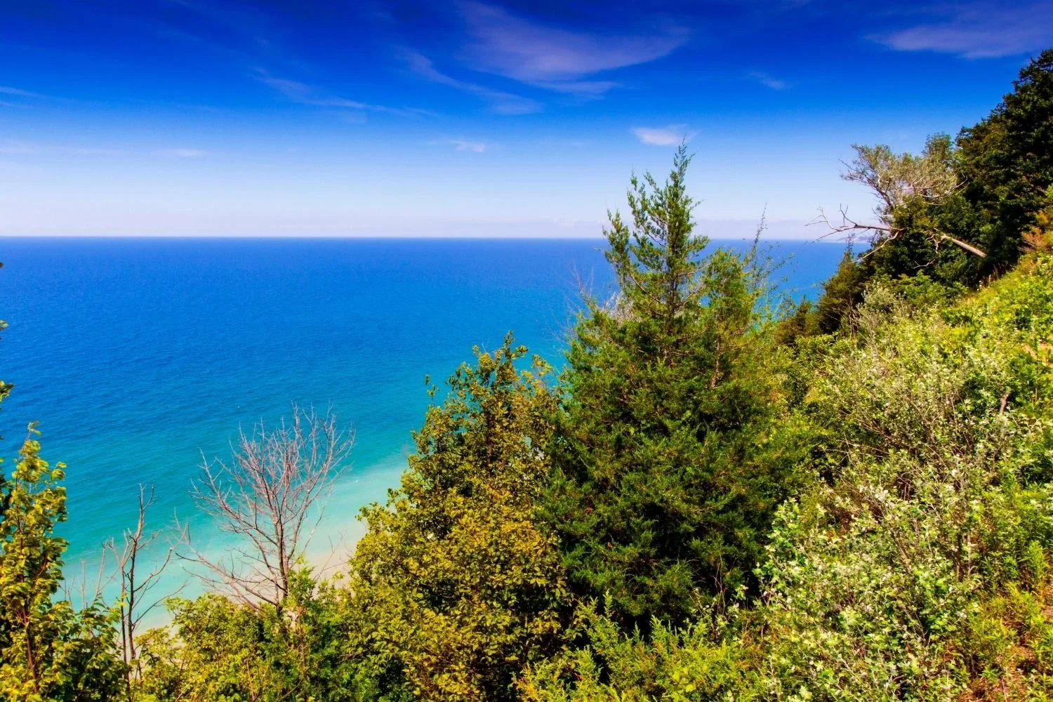 A view of the ocean with a clear blue sky, seen from a hillside covered with green trees and bushes.