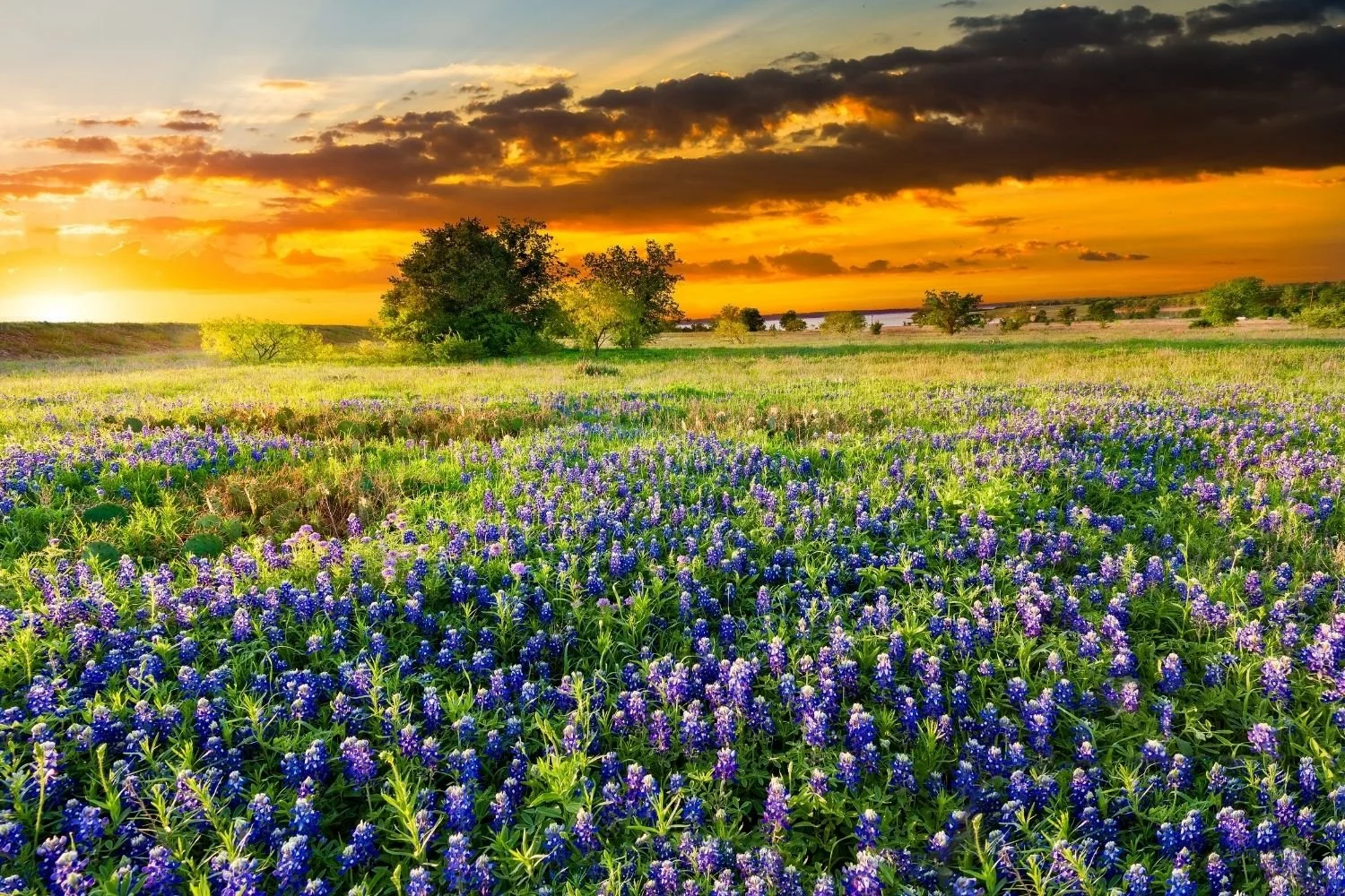 A vibrant field of purple flowers under a dramatic sunset sky with orange, yellow, and dark clouds, and a few trees in the background.