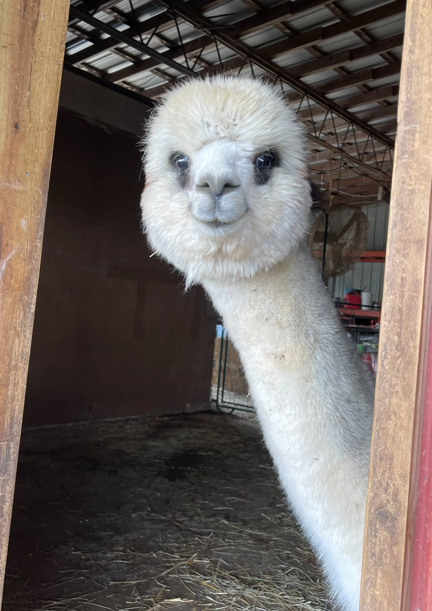 Holdfast Alpaca Farm