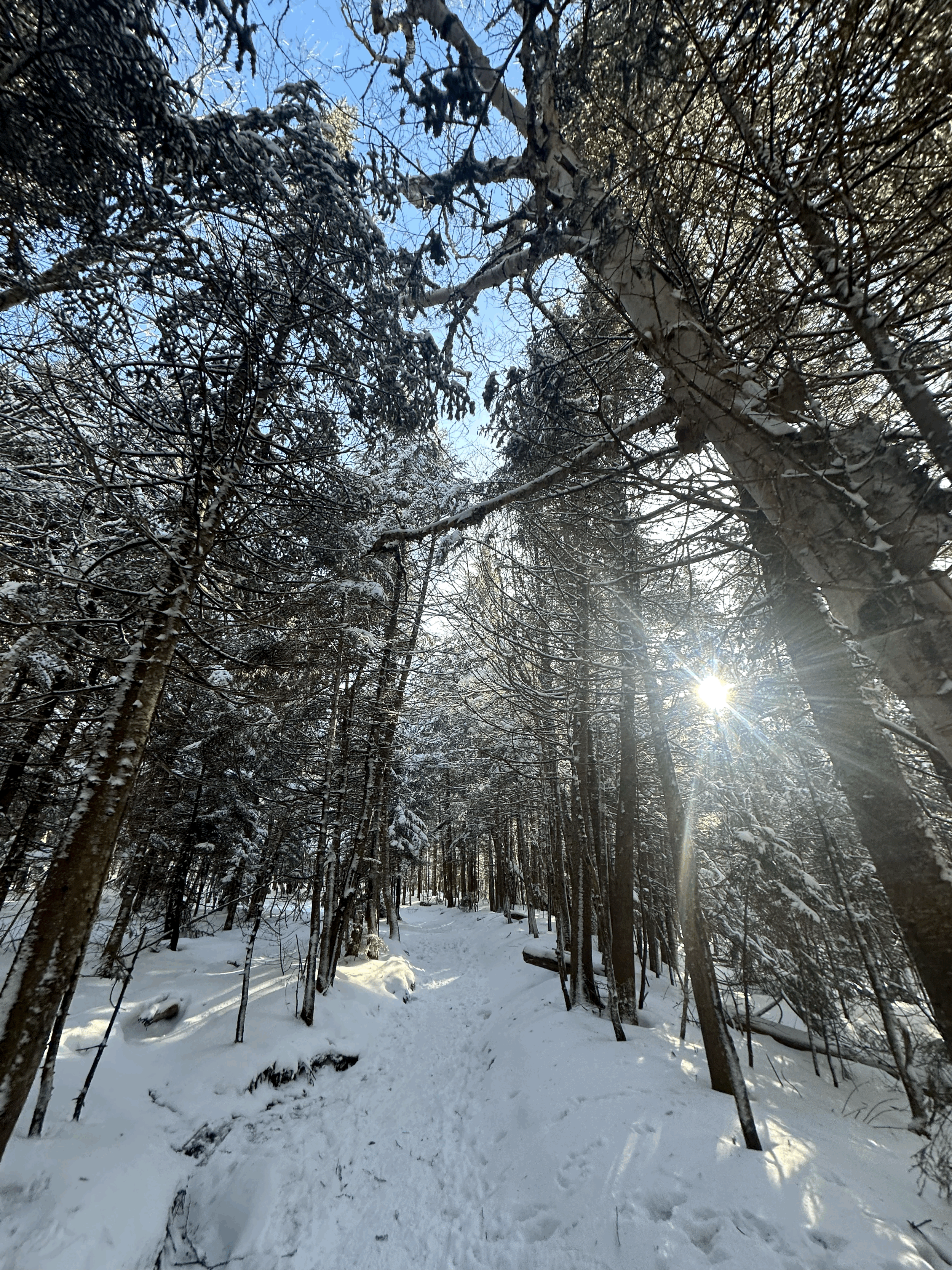 Mount Willard: Intro to Winter Adventures | November 14