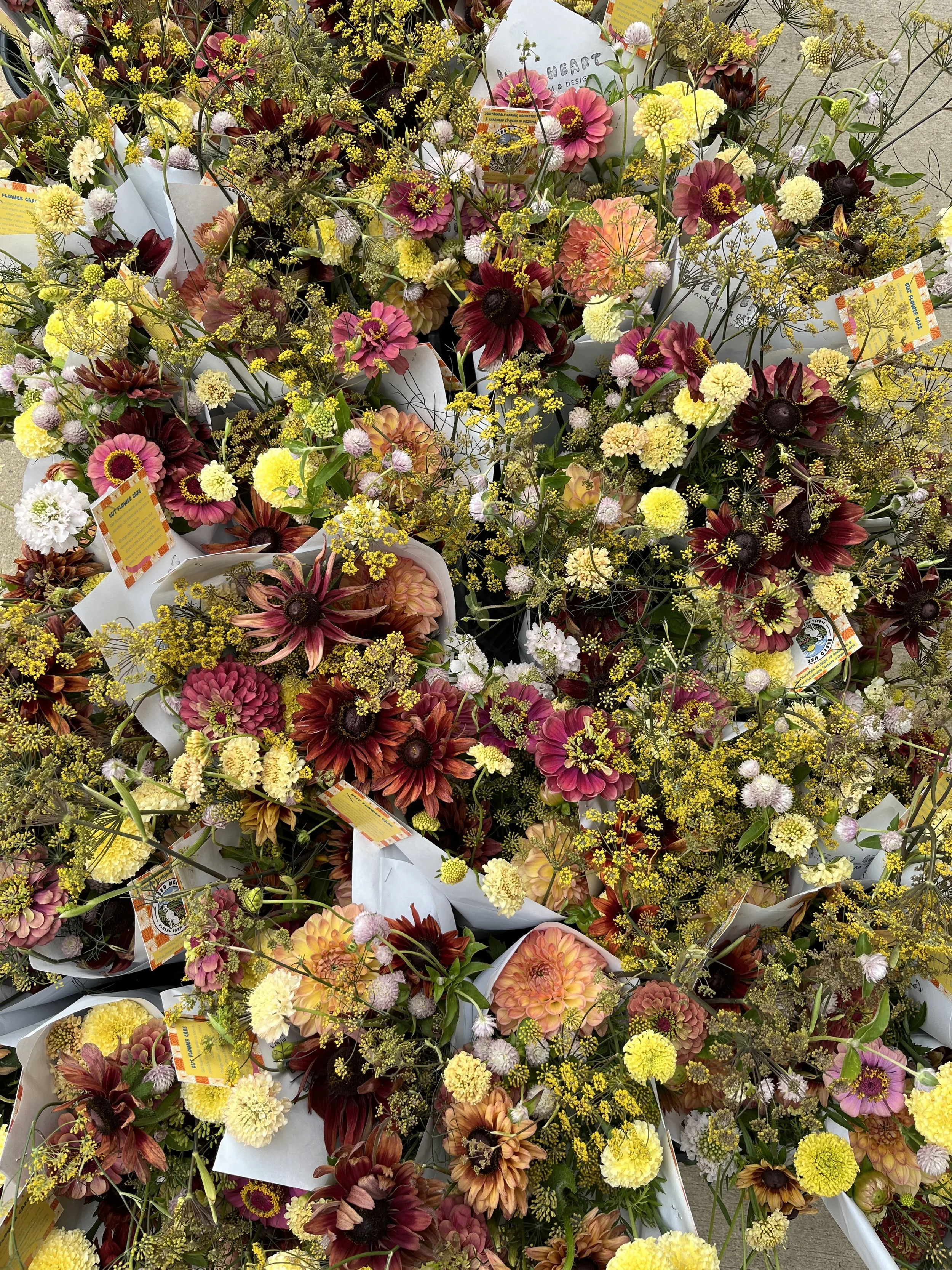 August Bouquet CSA - 4 weeks