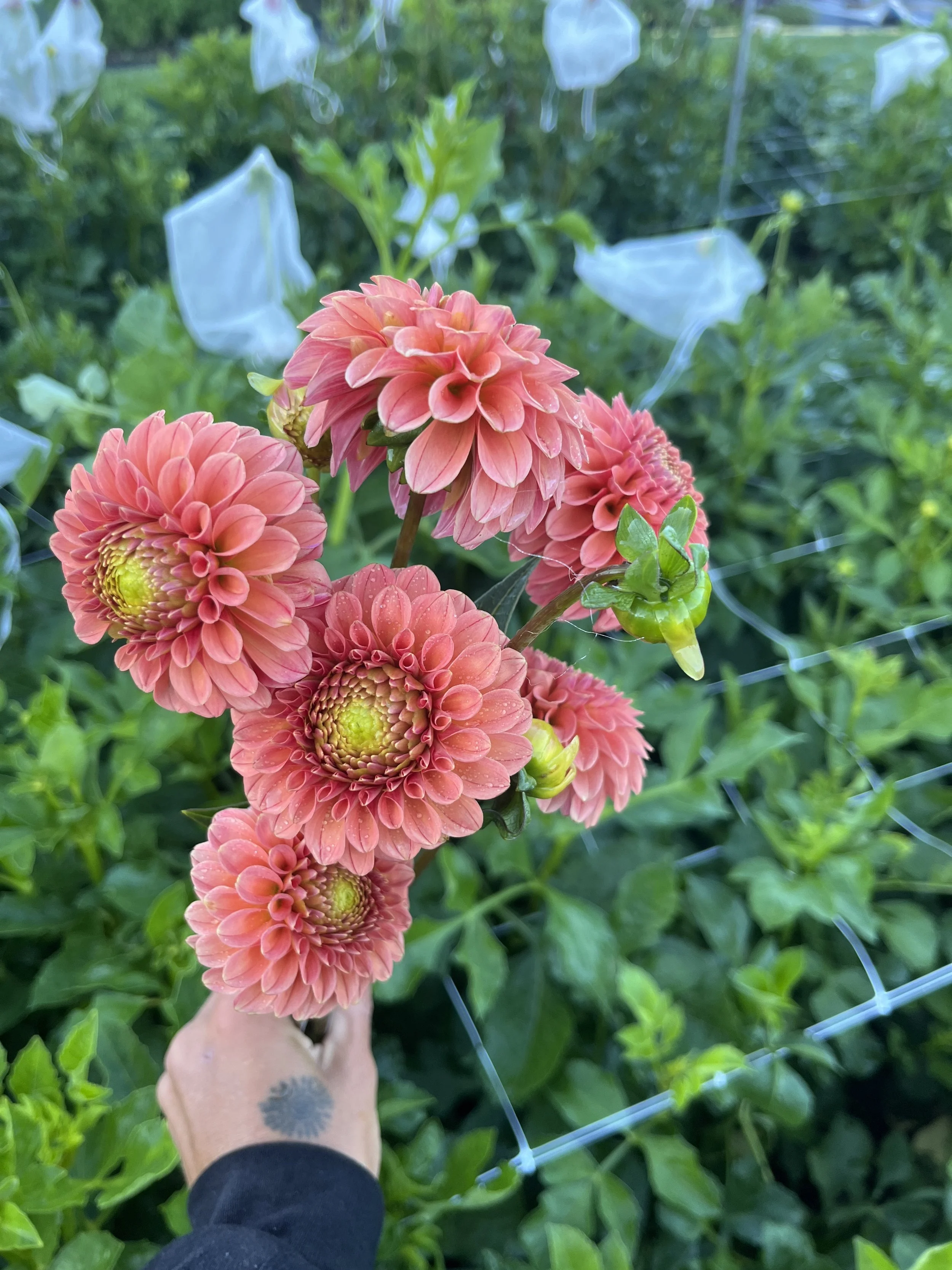 Dahlia-Rose Tuscano.JPG