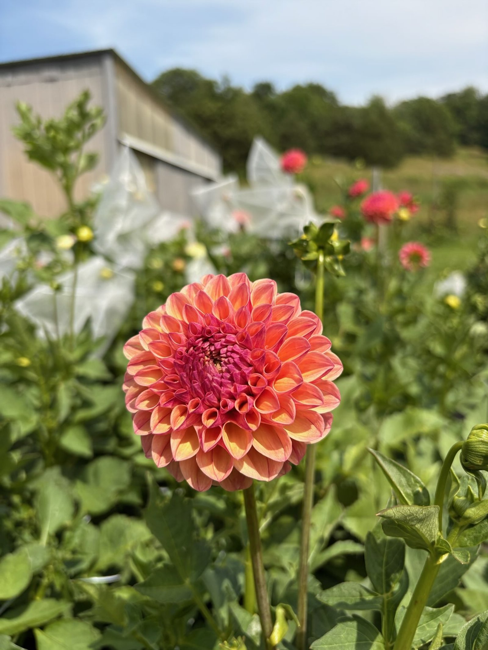 Dahlia-Robin Hood.JPEG